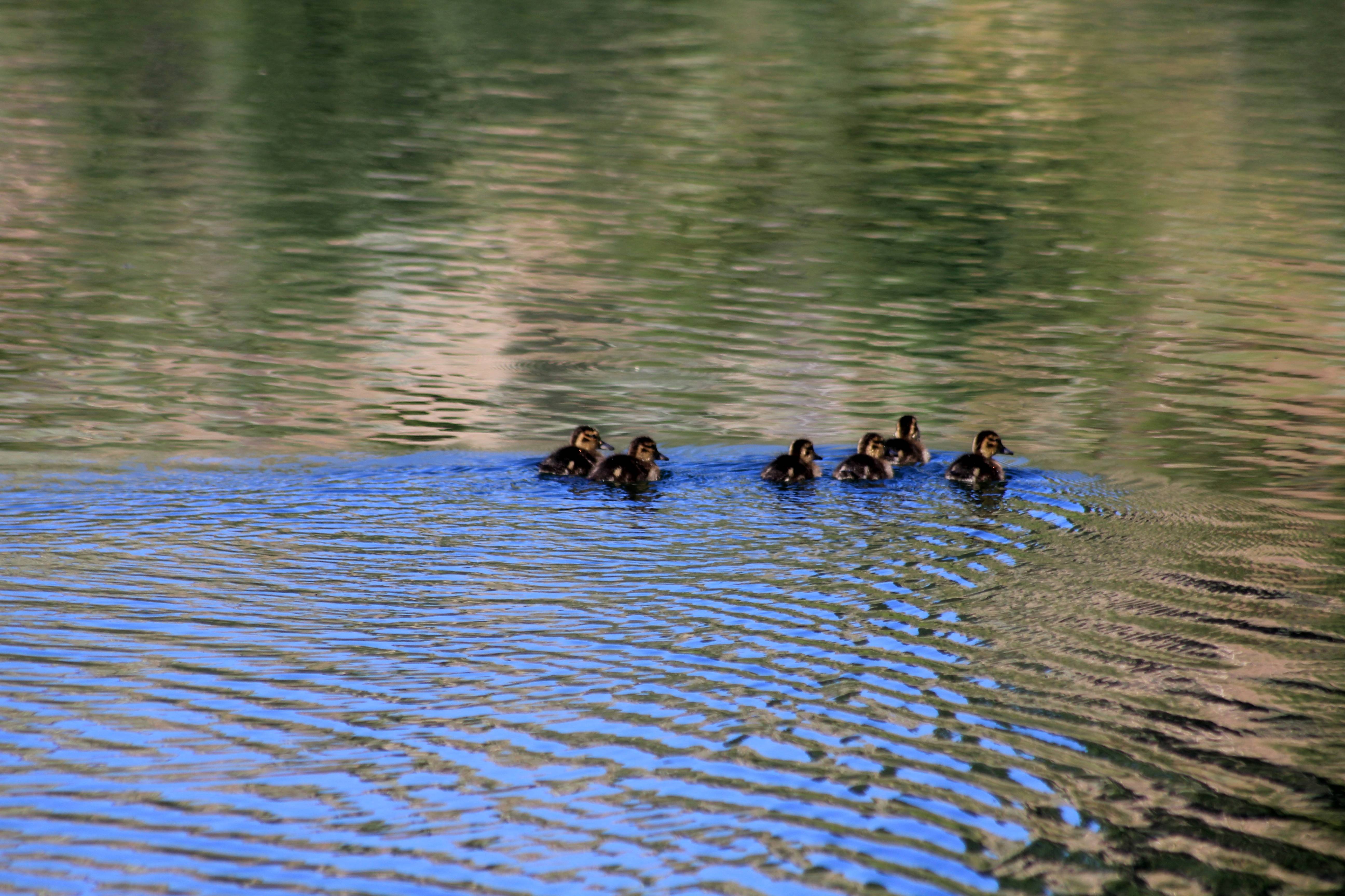 mallard ducklings swimming medium shot July 2010 John Kopsky