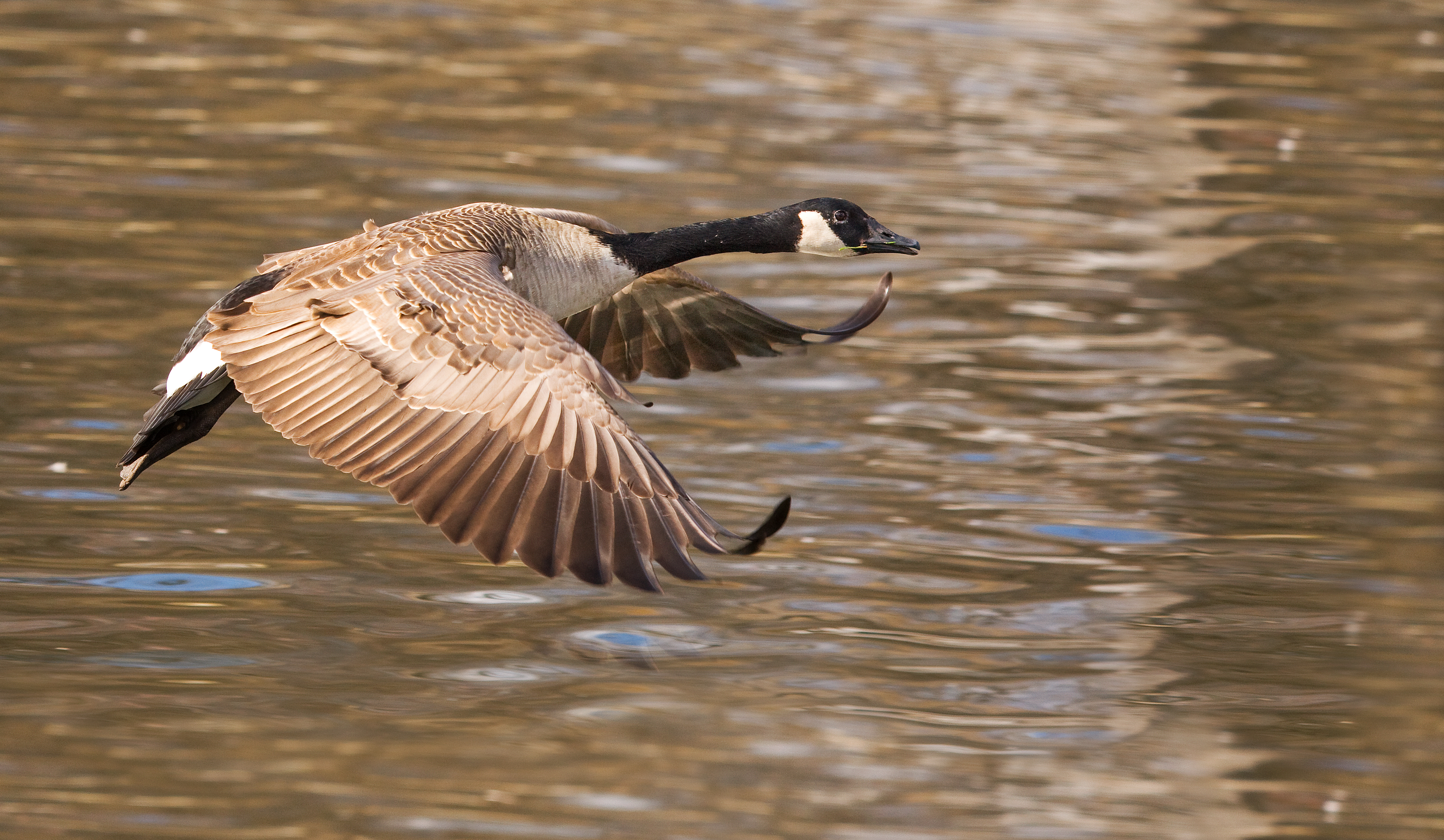 Canadian Canada goose in flight February 2010