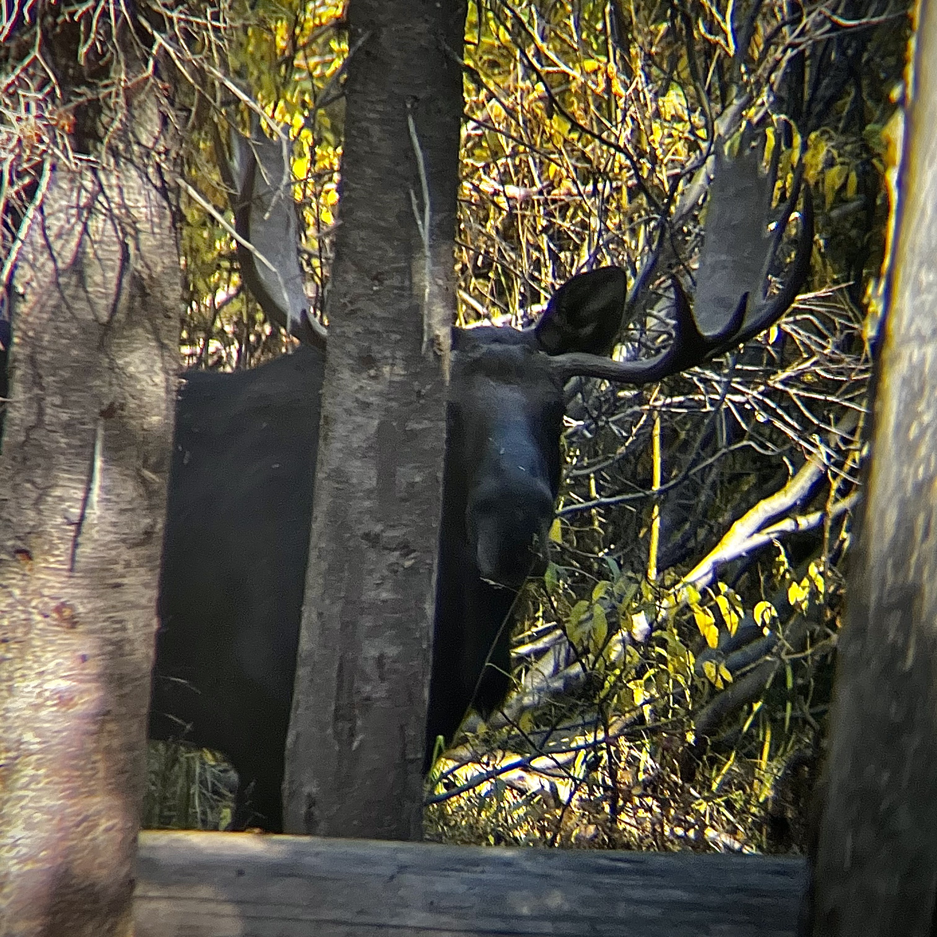 bull_moose_in_the_woods_pc_lapointe_0068