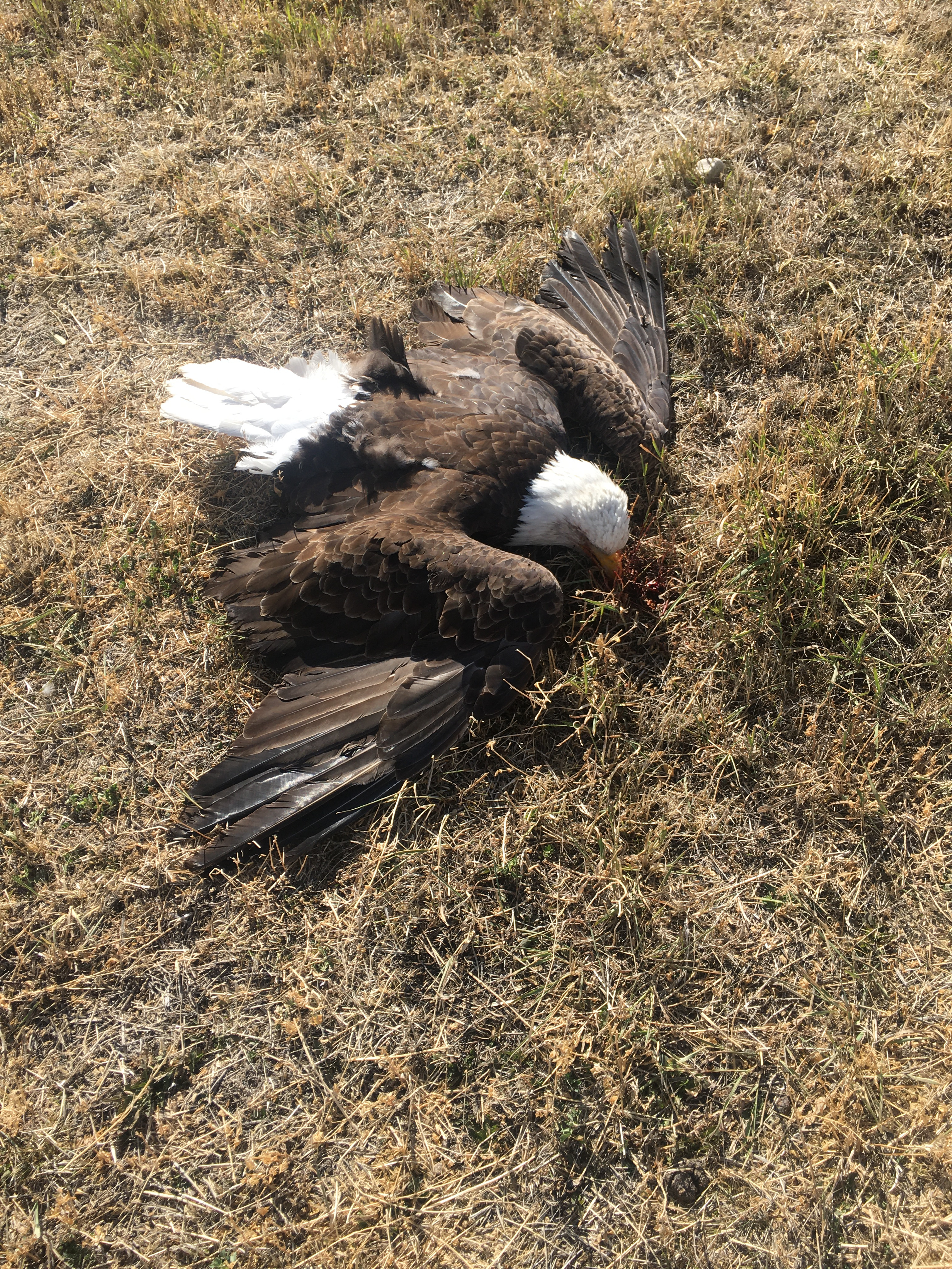 dead_eagle_case_nov_2022_kolby_white