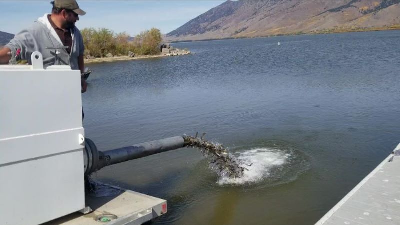 Henrys Lake Stocking