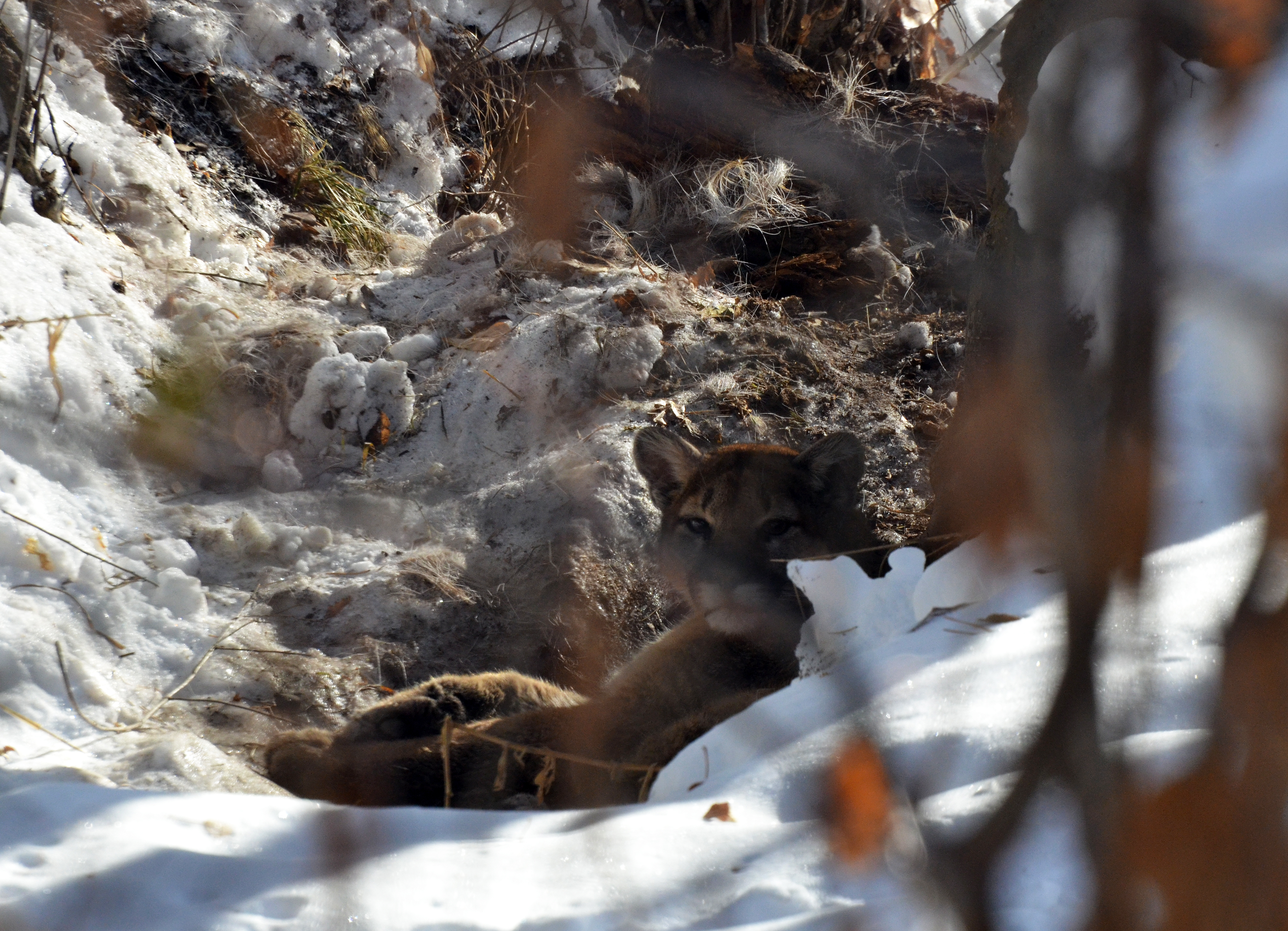 ketchum_mountain_lion_january_2020