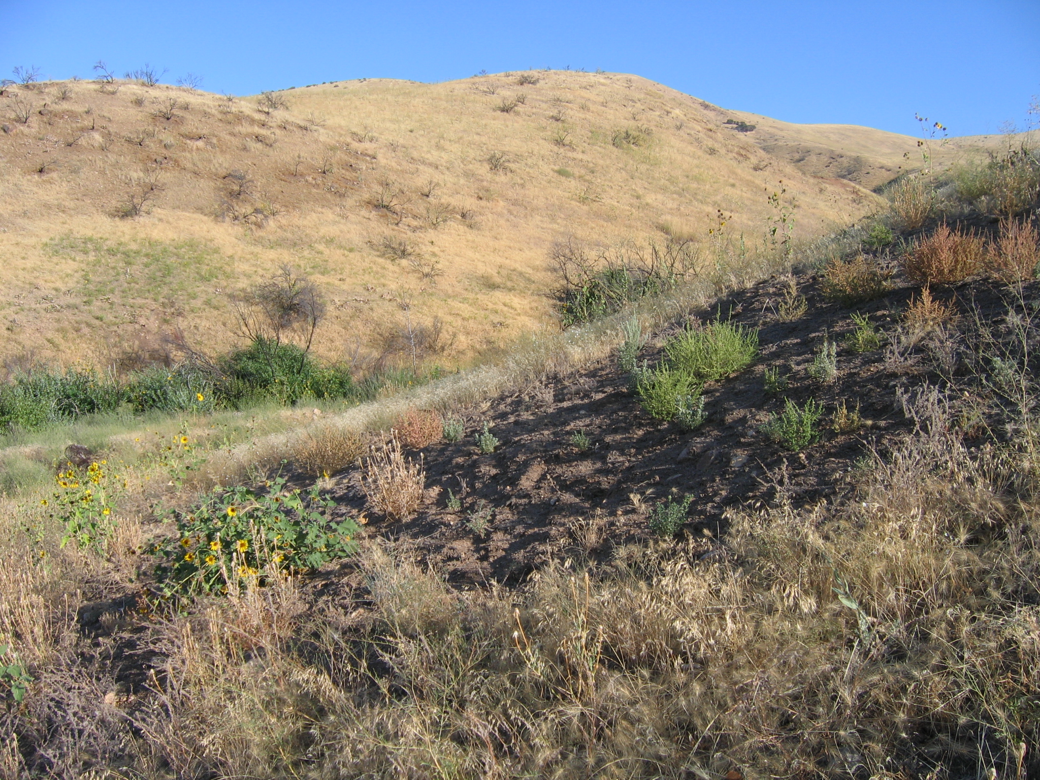 hand planted bitterbrush seedlings medium August 2006