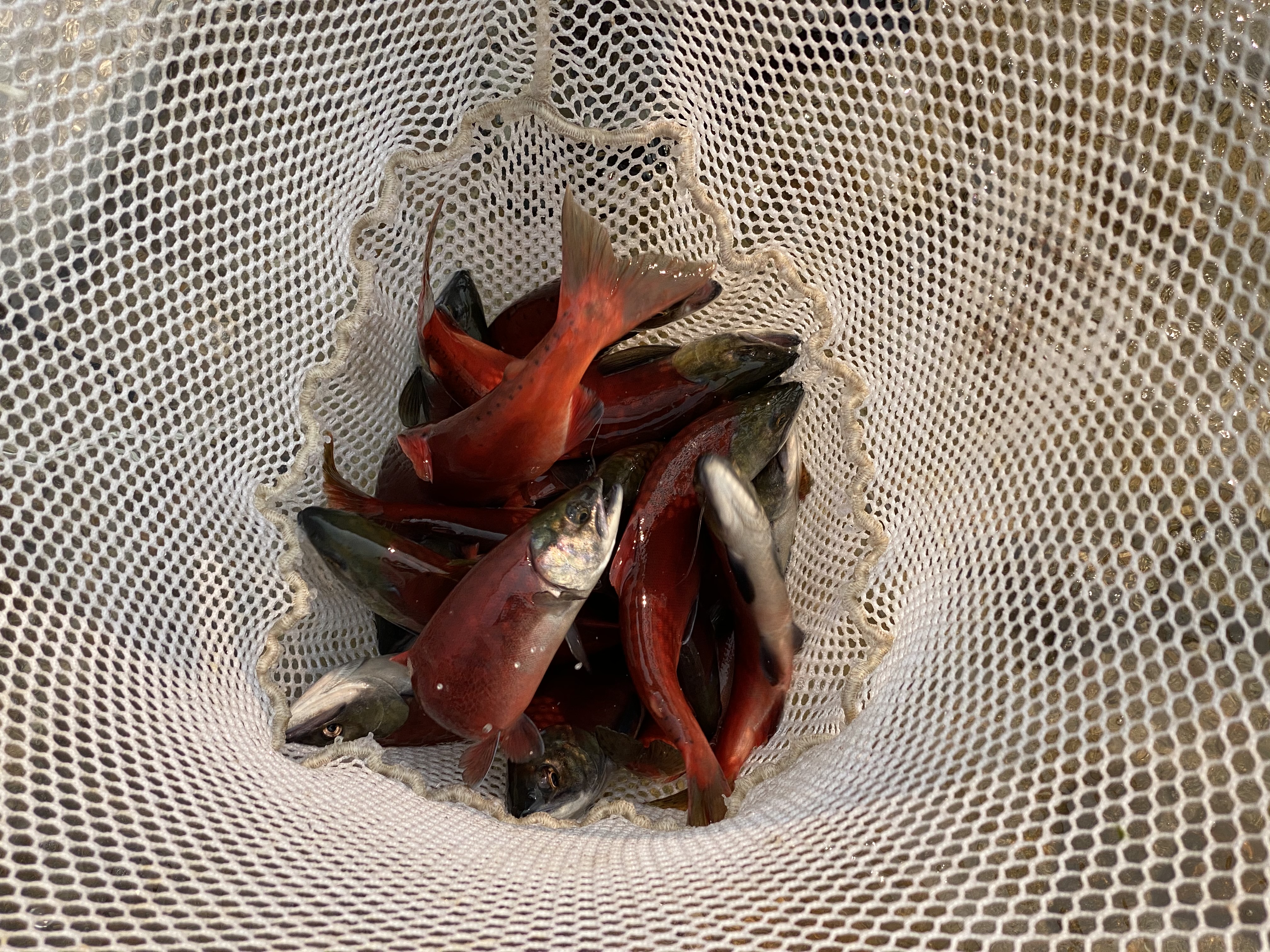 A net full of red kokanee