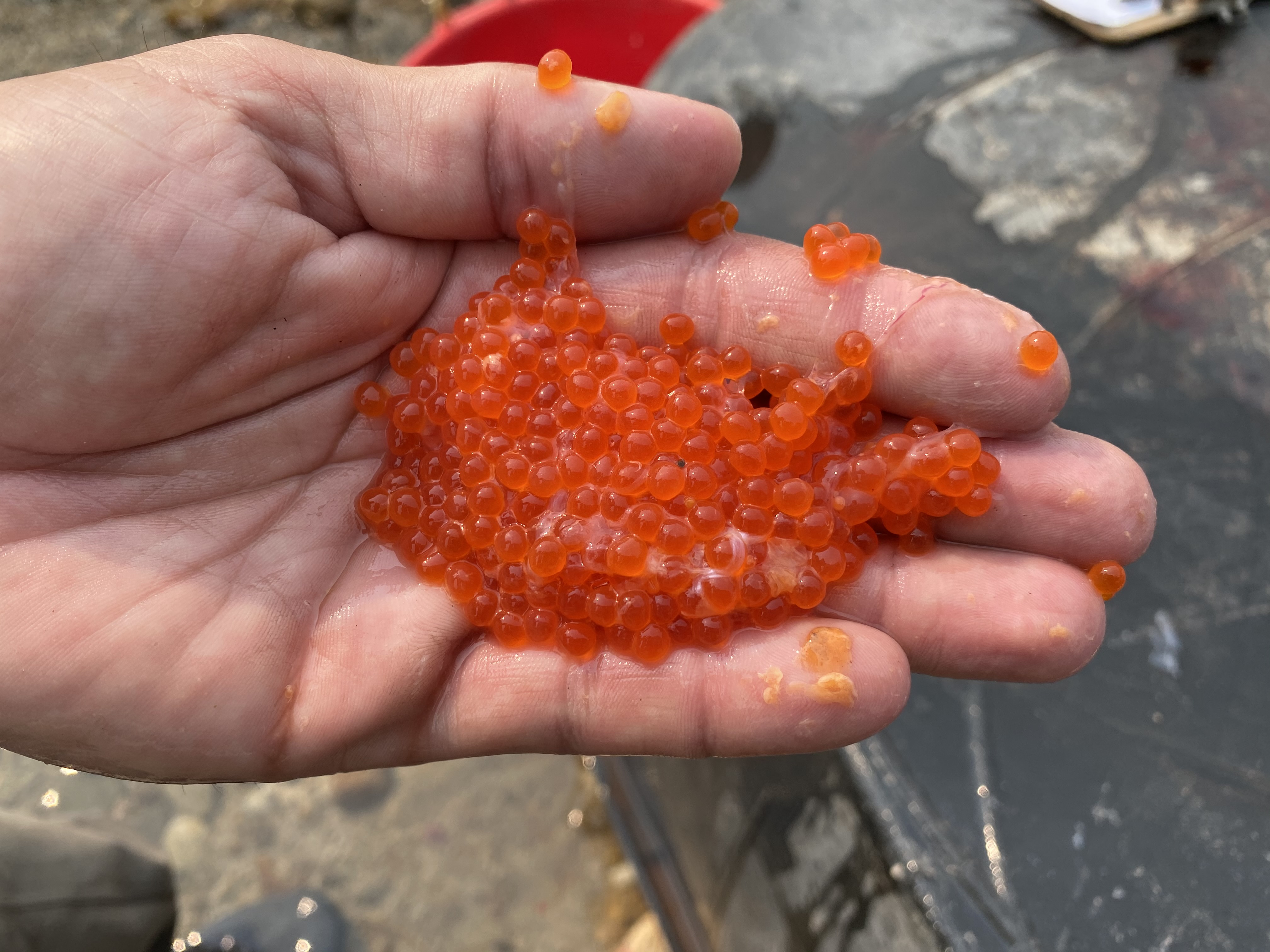 Kokanee eggs