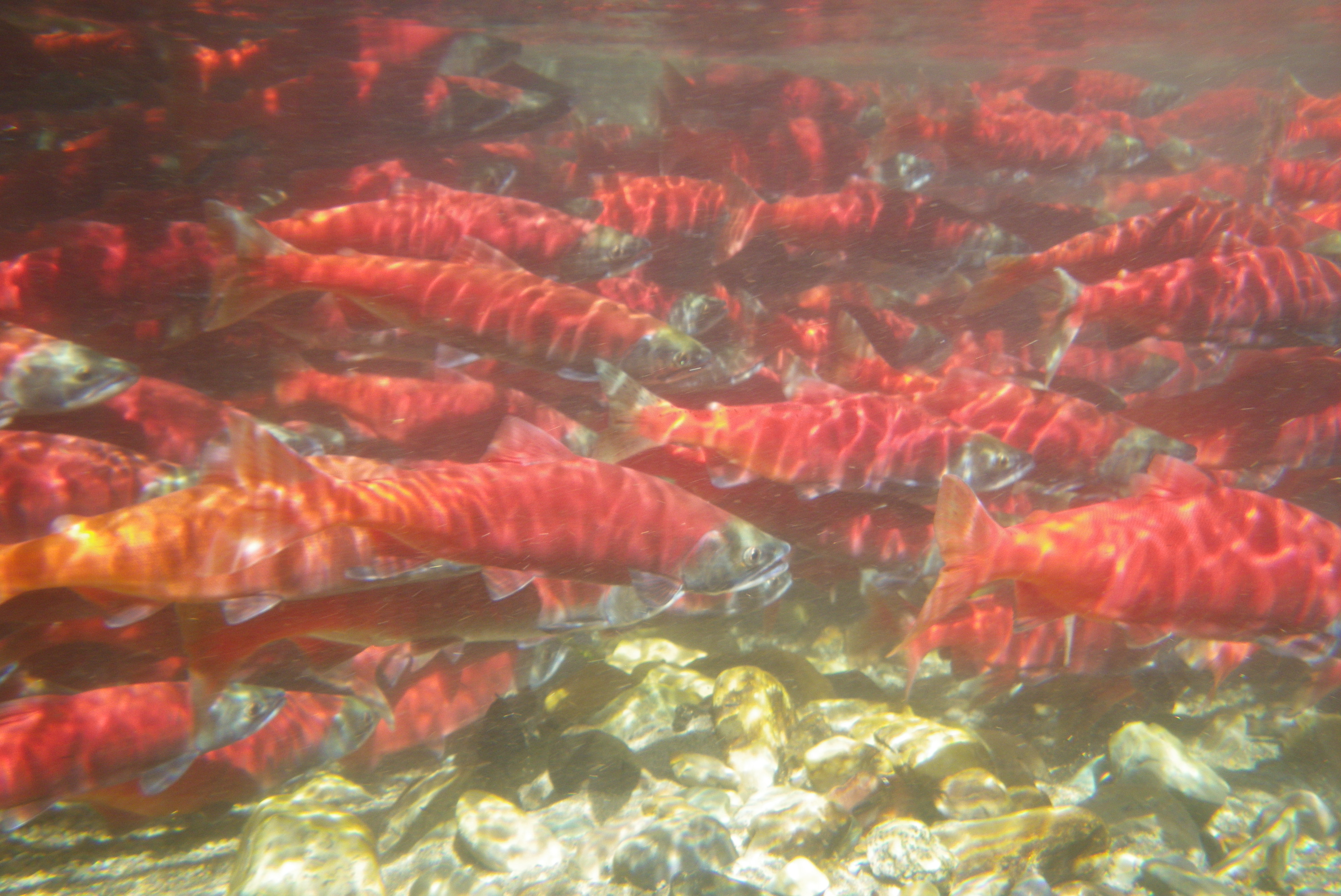 underwater shot of kokanee spawning August 2011