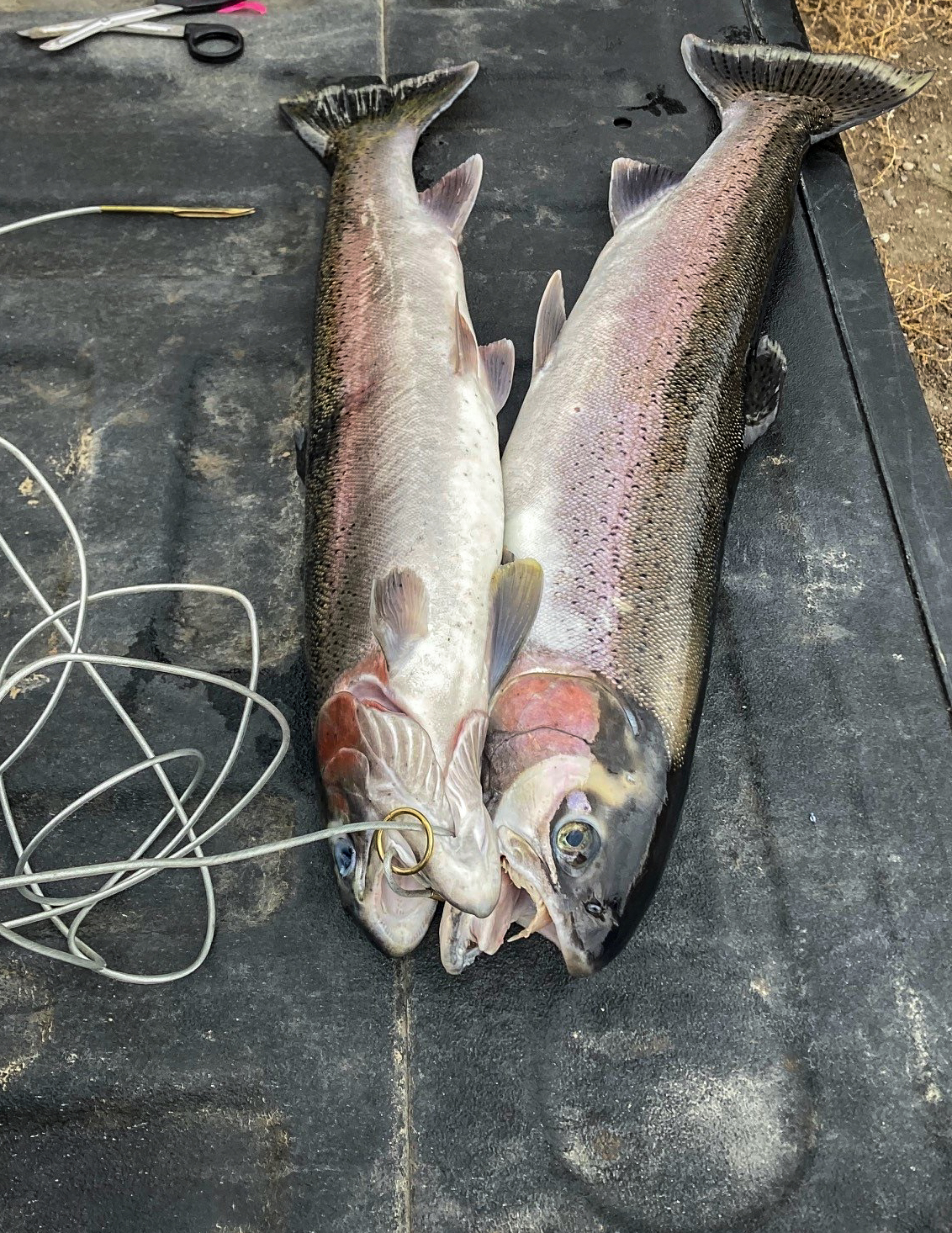 USR steelhead tailgate