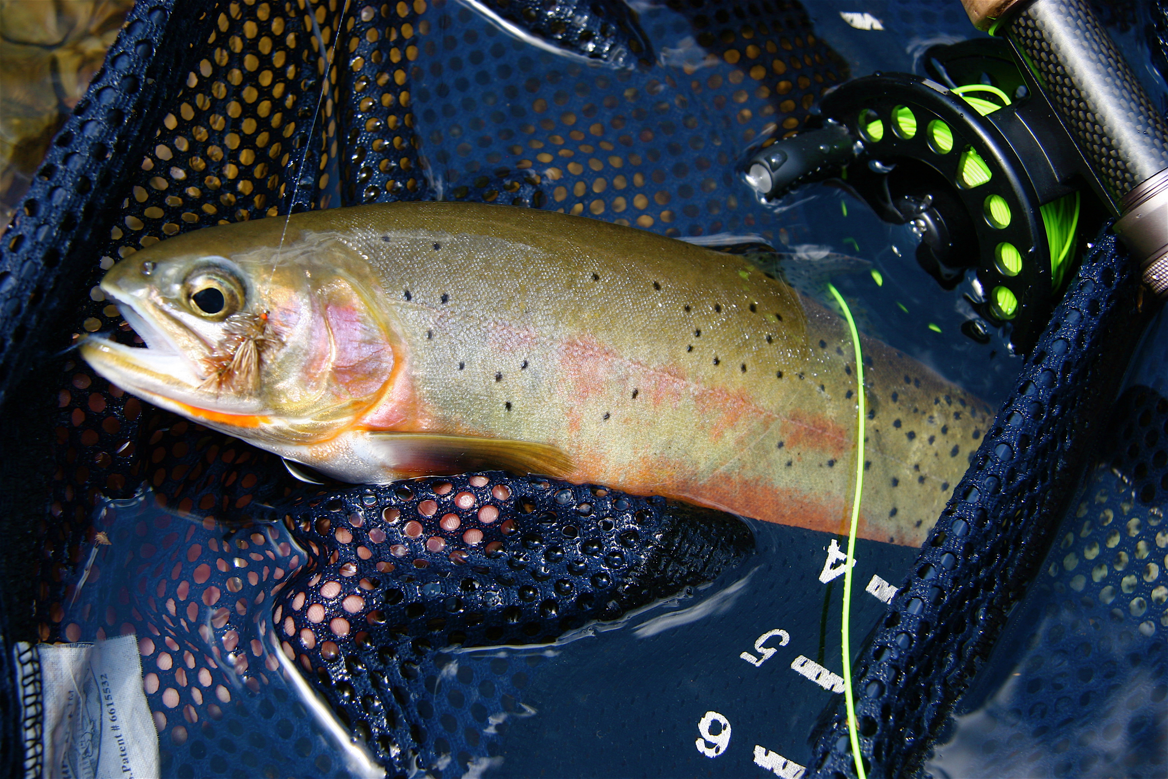 flyfish troute22.jpeg