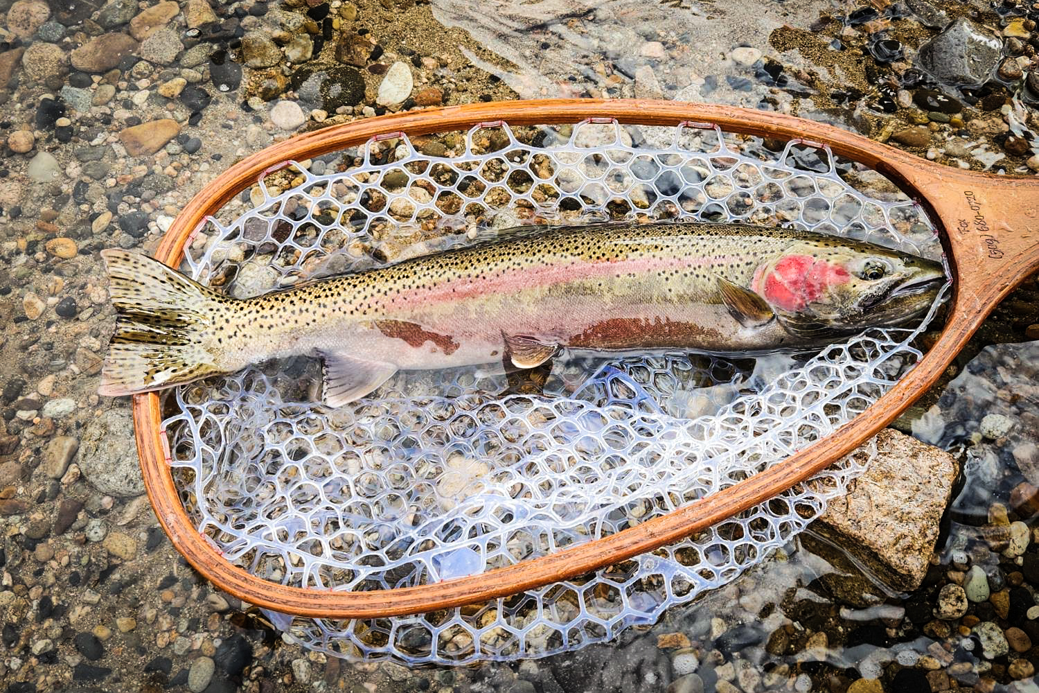 Steelhead in net (USR)