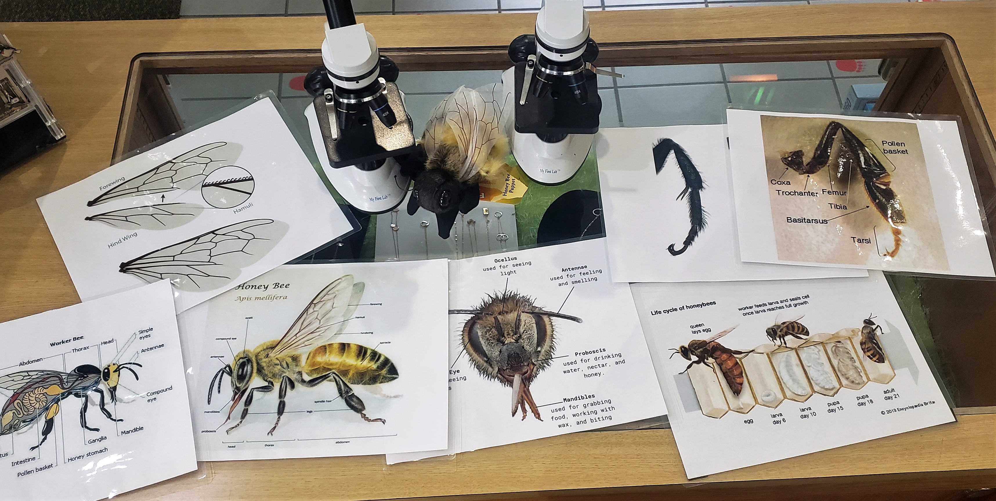 MK Nature Center 'Celebrating Pollinators' Event 2023