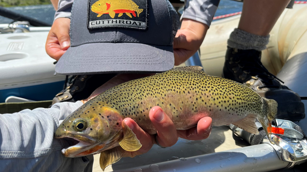 Westslope cutthroat trout Idaho