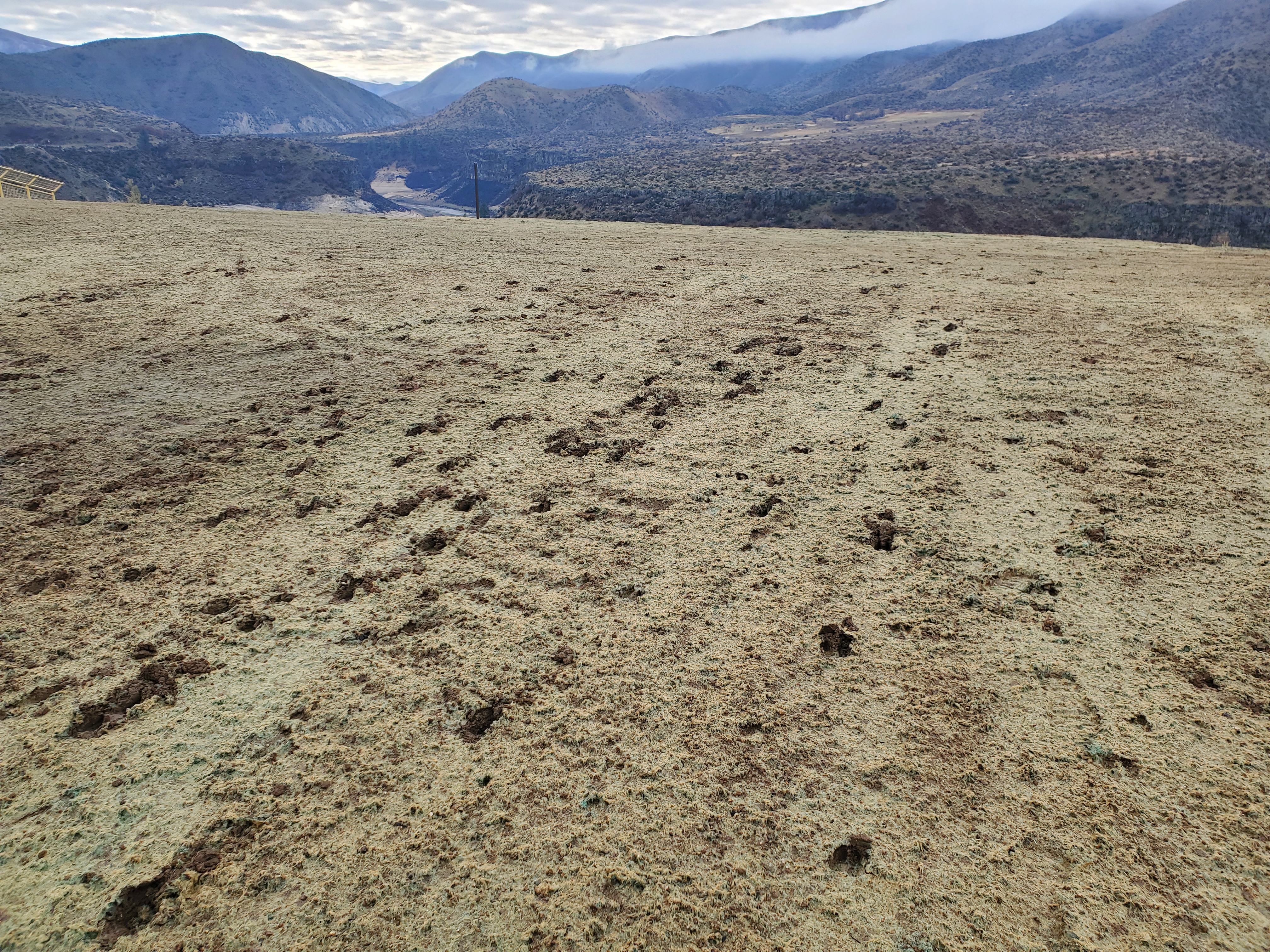 Multiple sets of deer tracks cross the new Highway 21 wildlife overpass