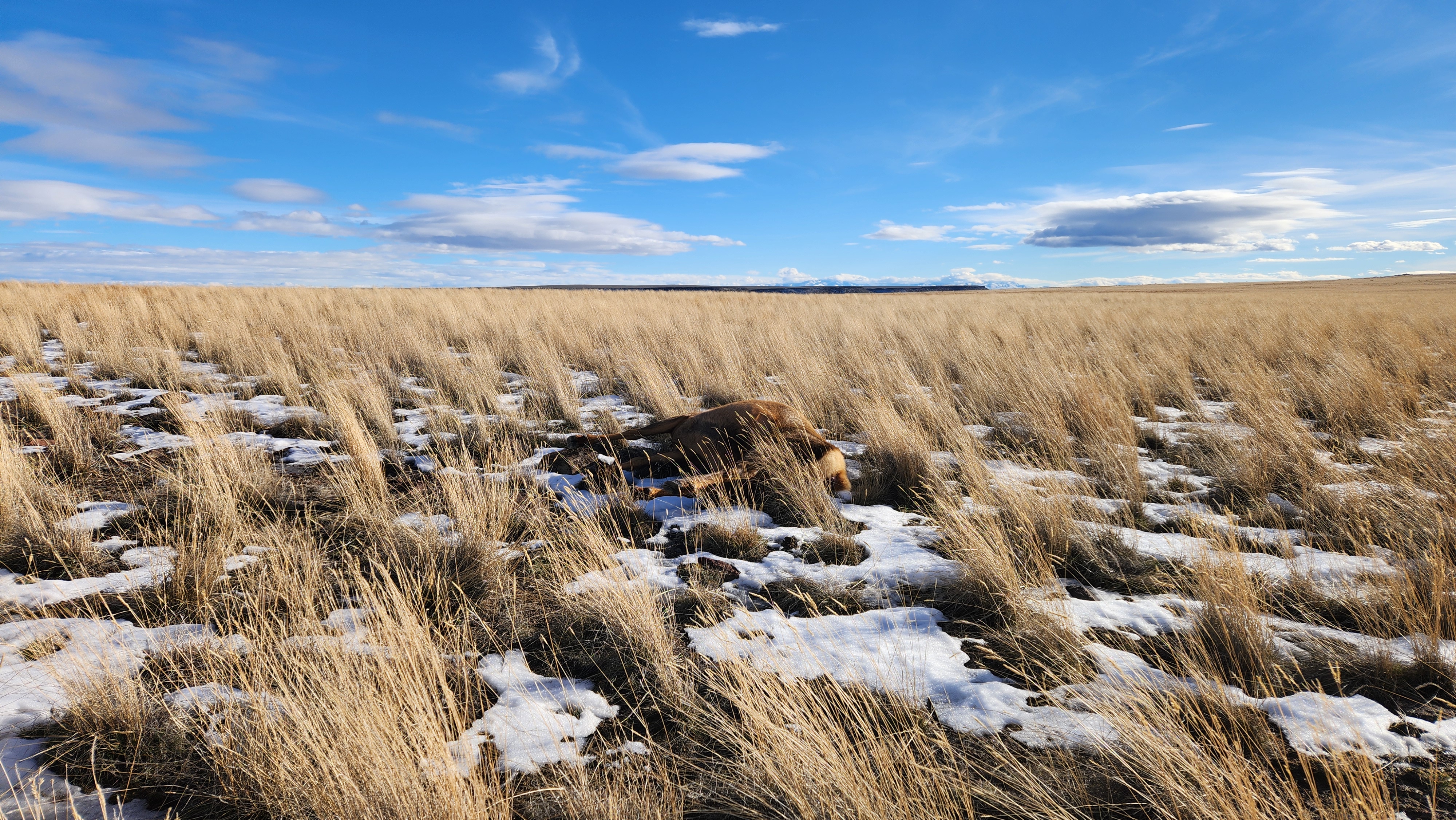 A cow elk that was shot and left to waste in Owyhee County in 2024