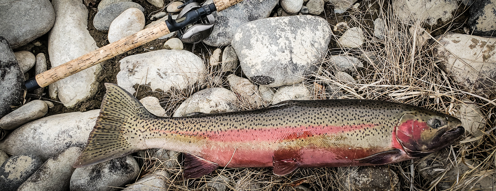 steelhead caught on Salmon River