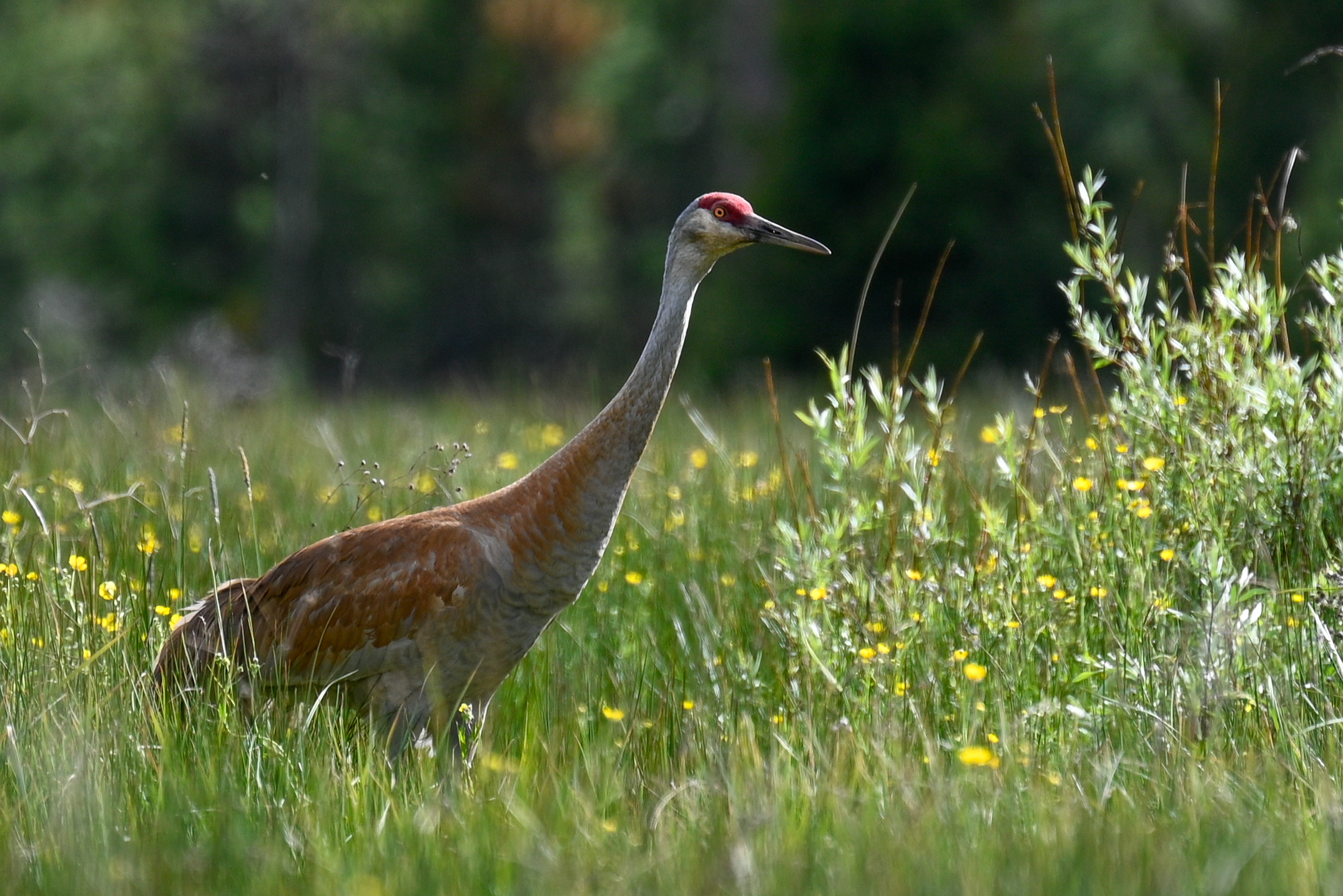 sandhill crane