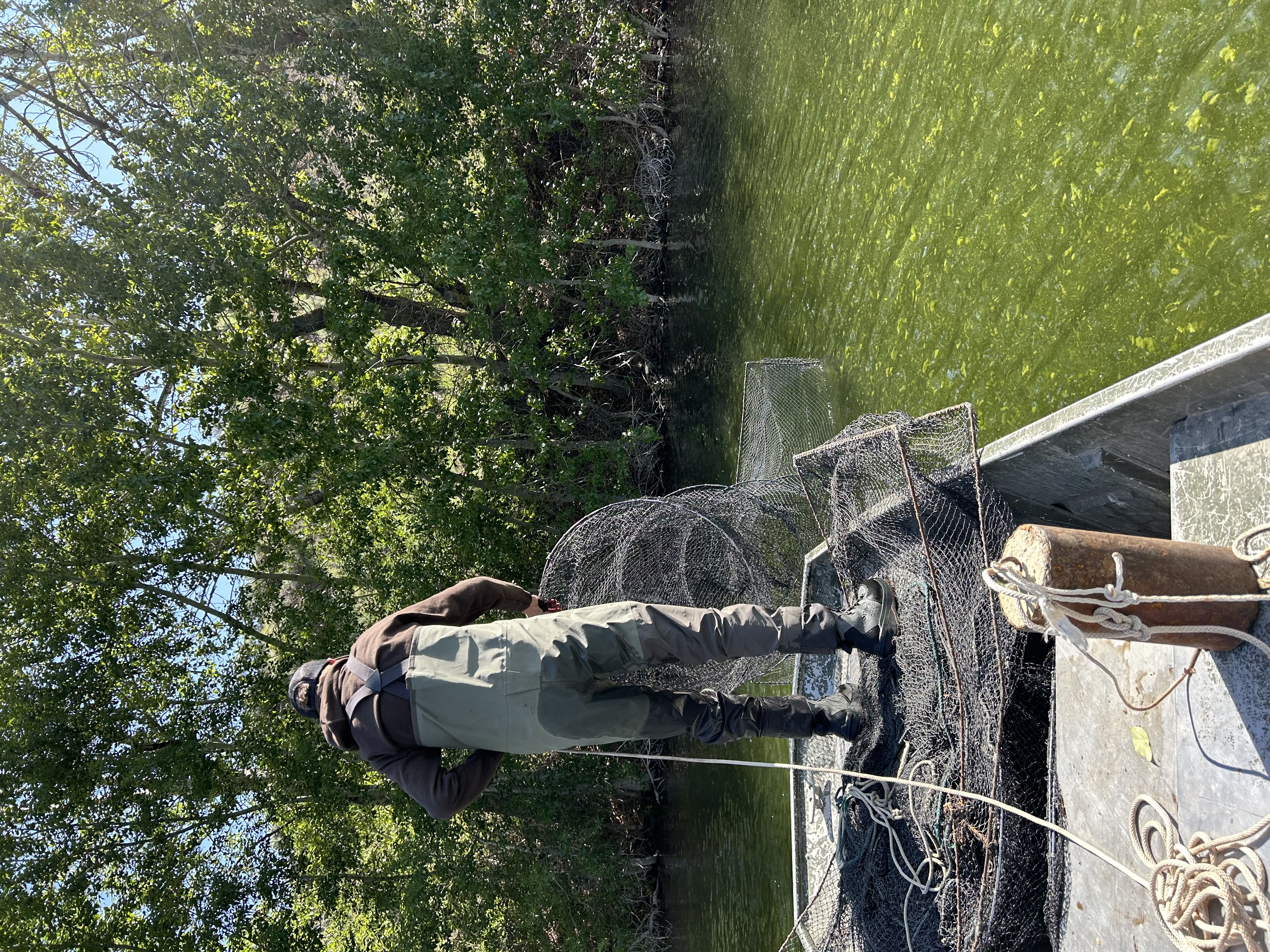 IDFG fishery technician deploying a fyke net in the summer of 2023.