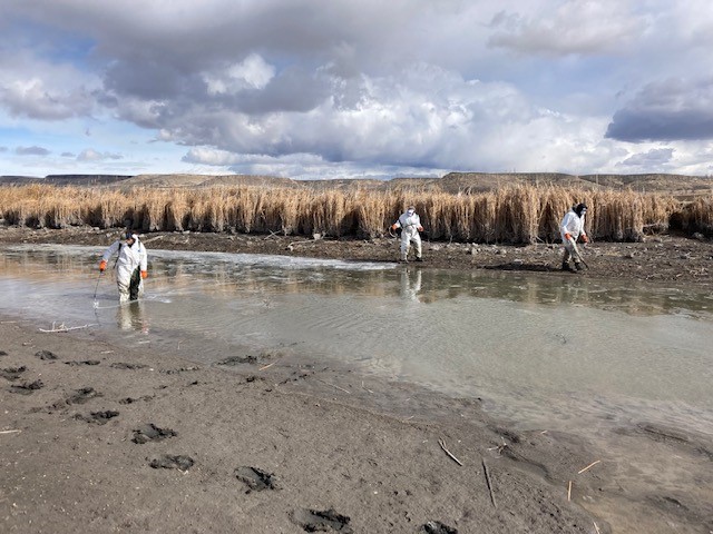 applying rotenone to remove unwanted fish