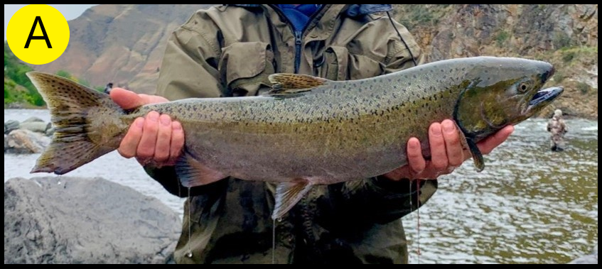 fish A