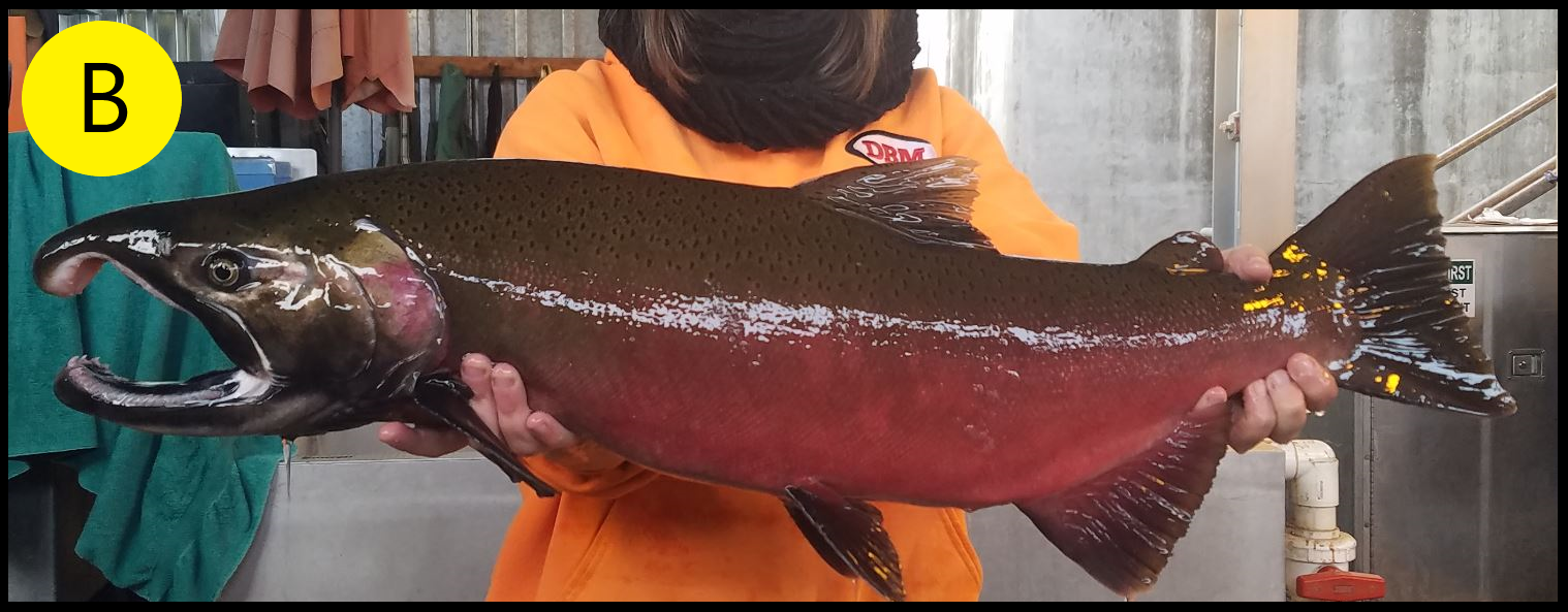fish B