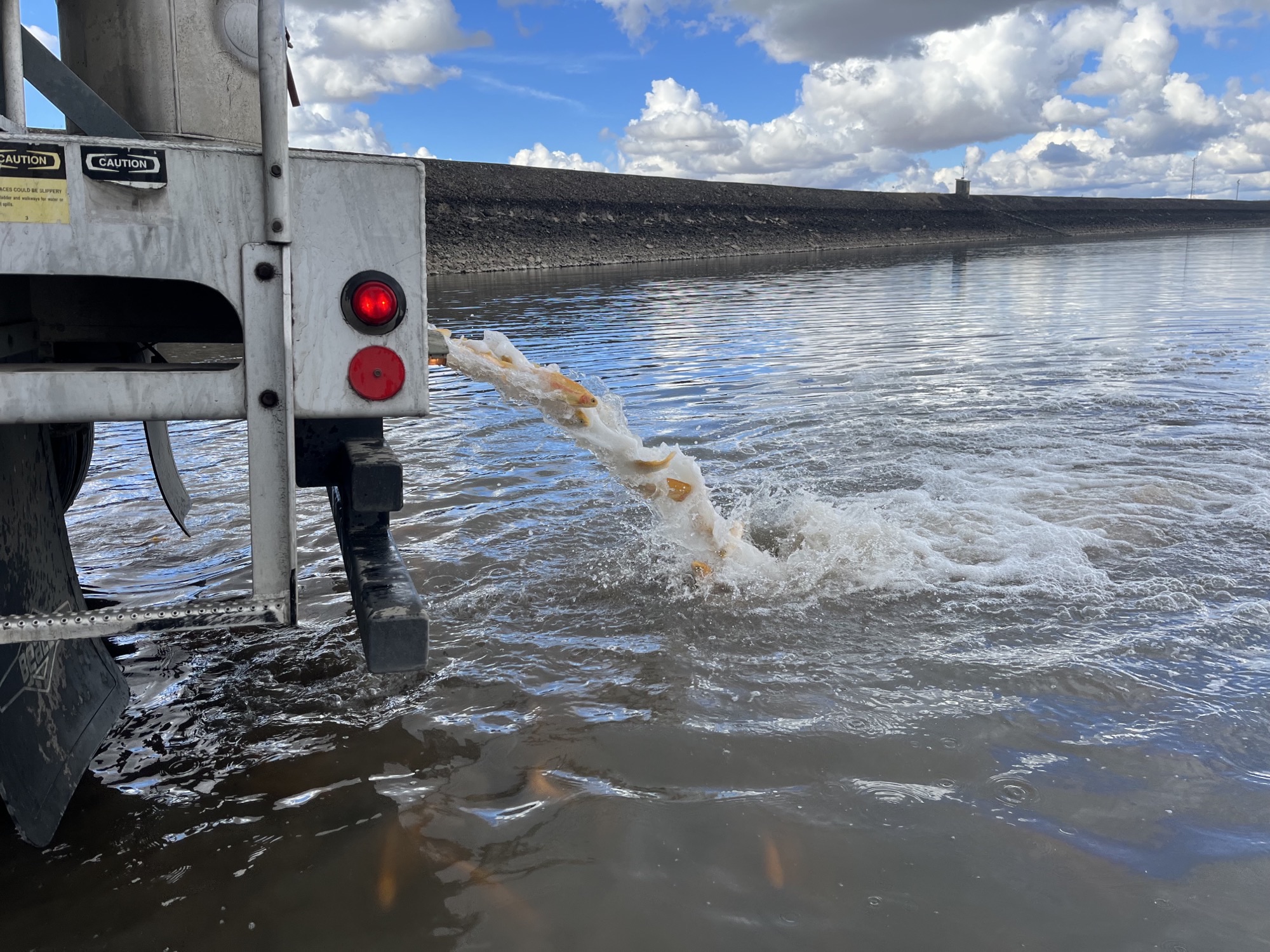 Banana trout release