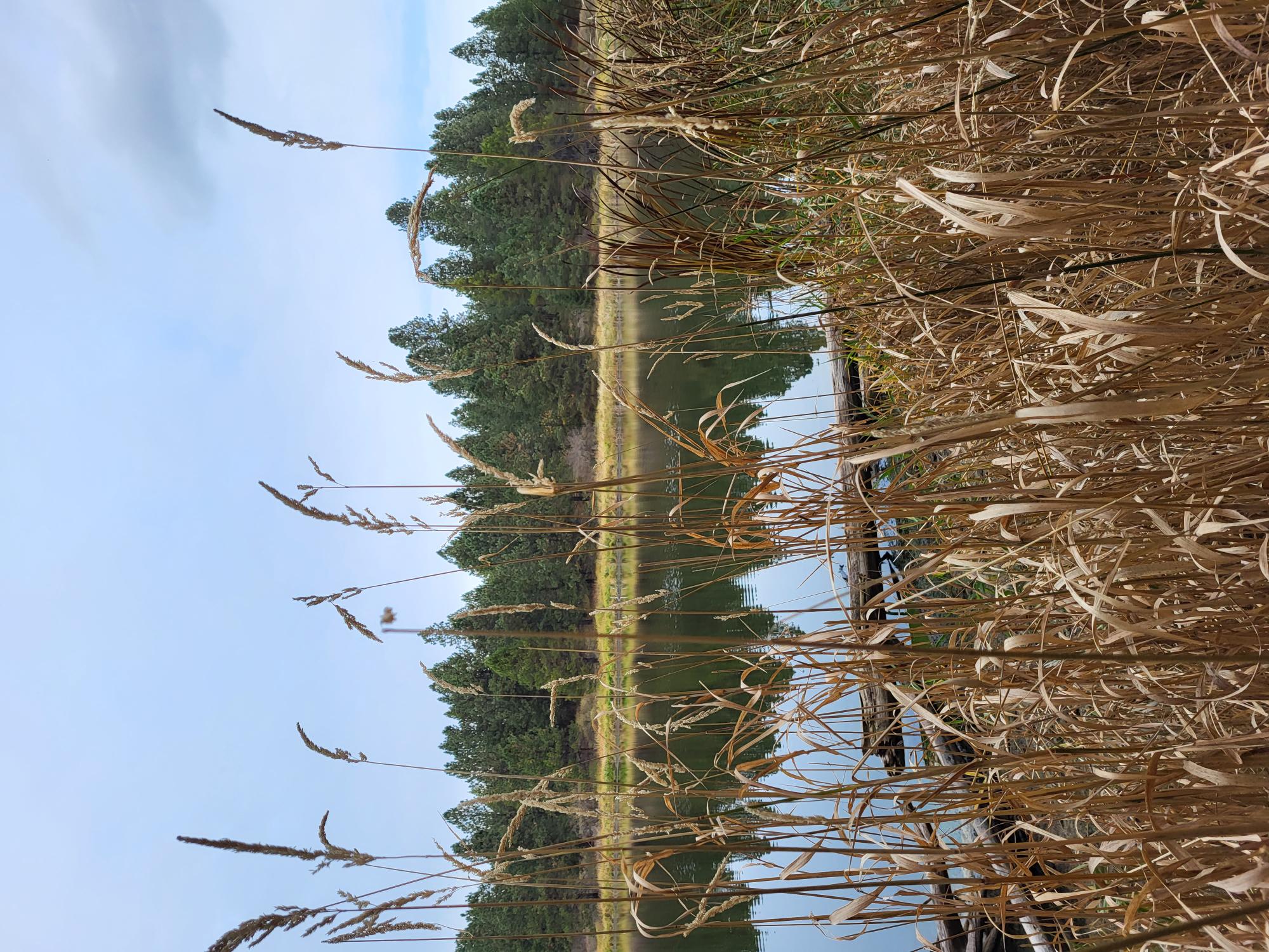 Winchester waterfowl blind