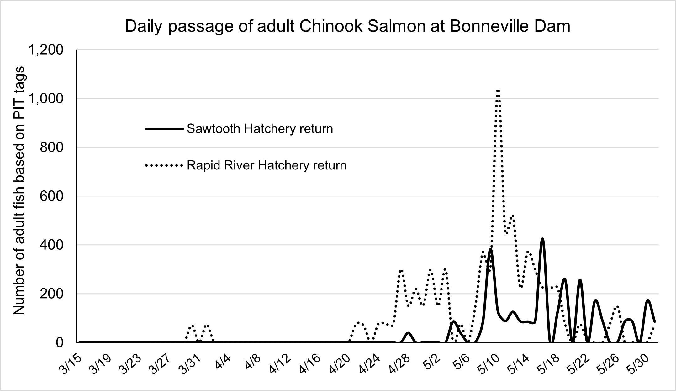 Daily passage of Sawtooth and Rapid River hatchery stocks over Bonneville Dam
