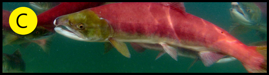 fish C