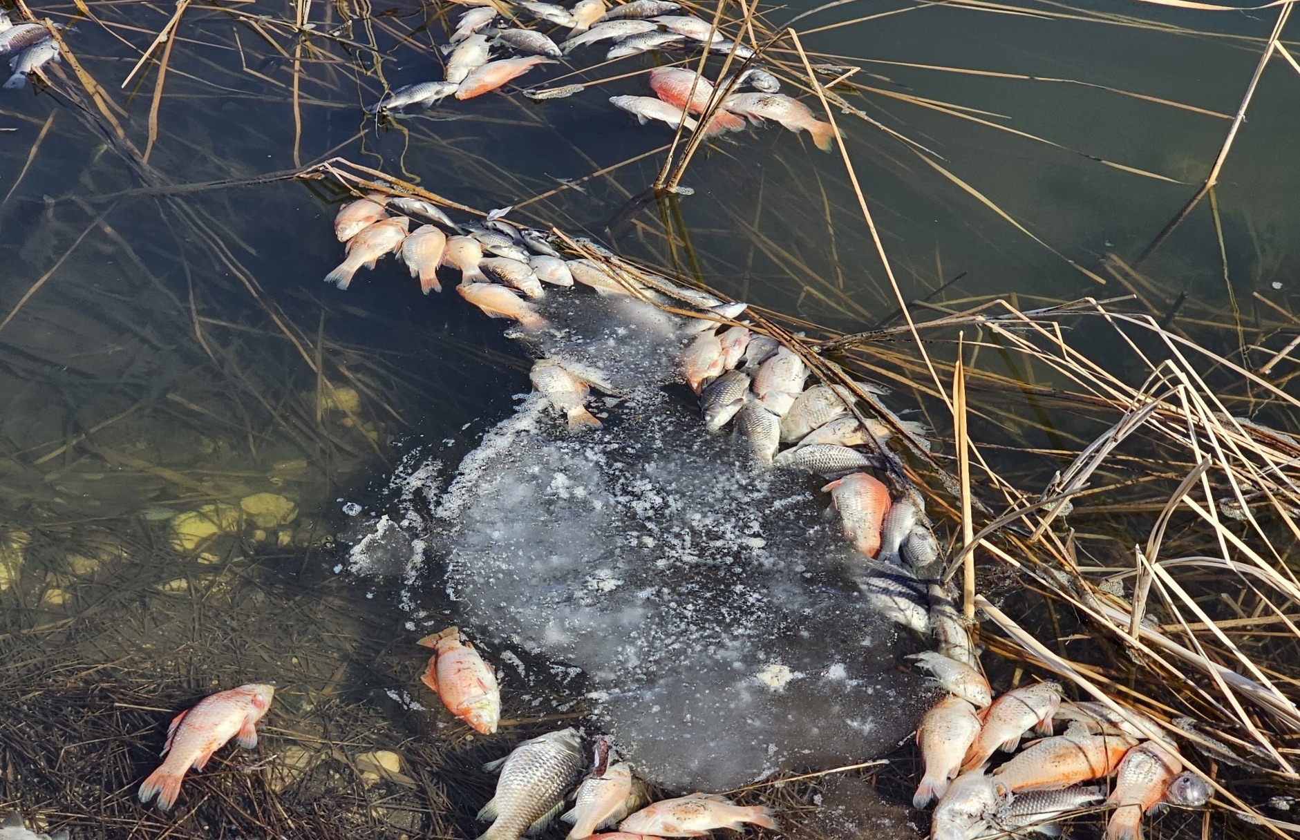 Dead goldfish after rotenone treatment at Castle Rocks
