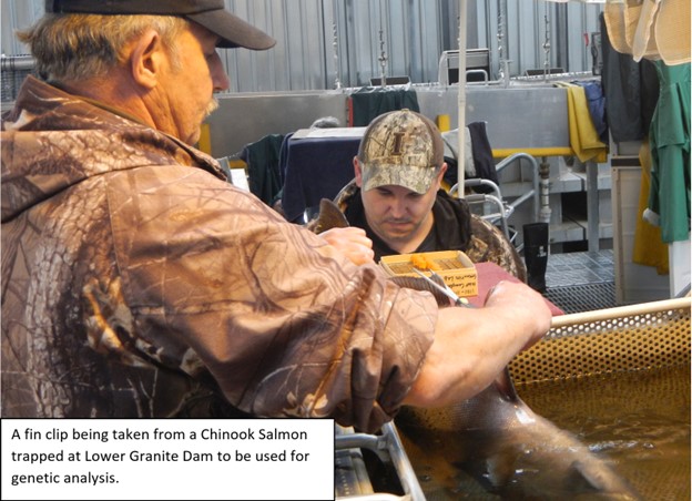 Clipping Chinook at Lower Granite Dam
