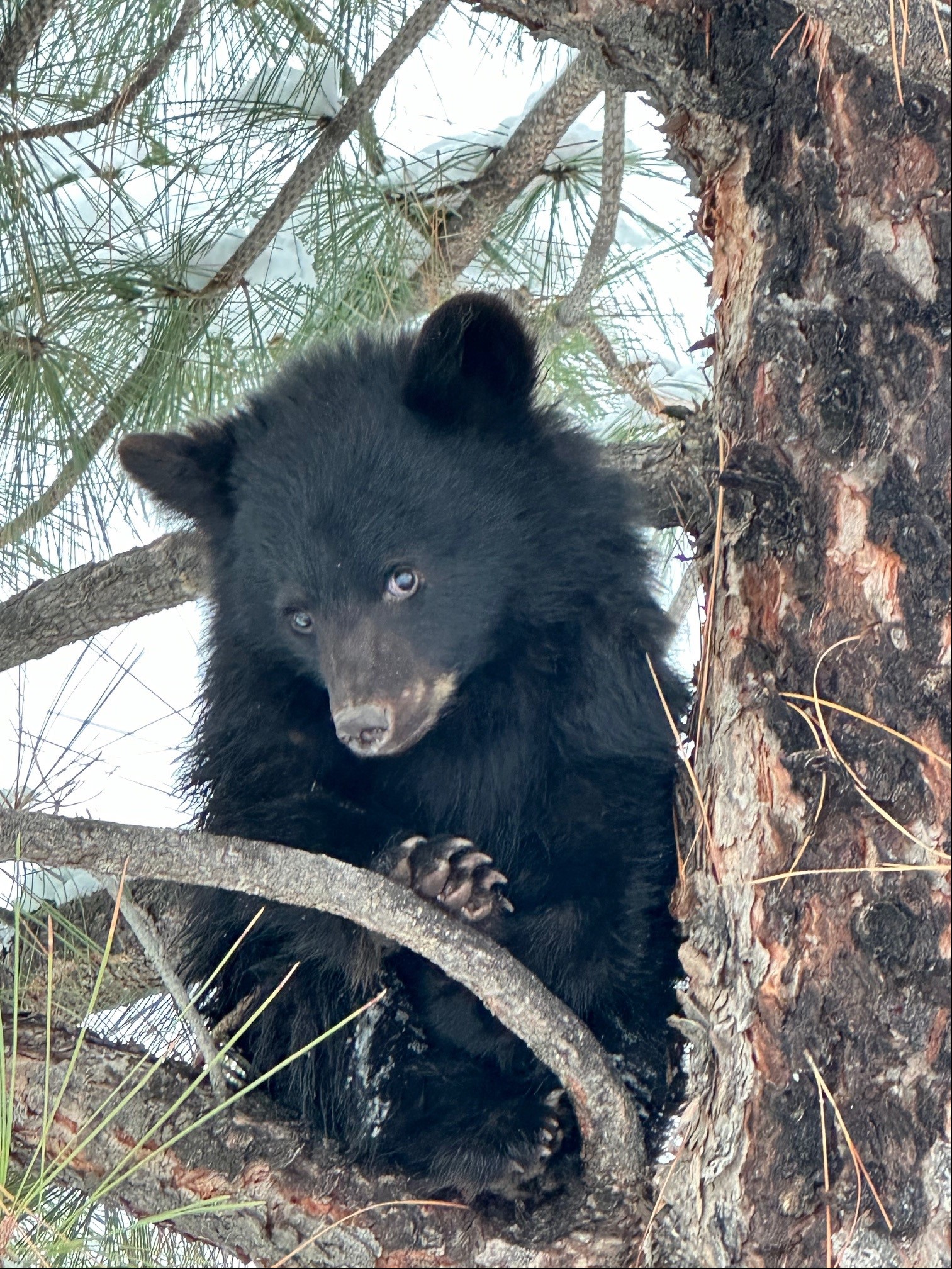 black bear cub