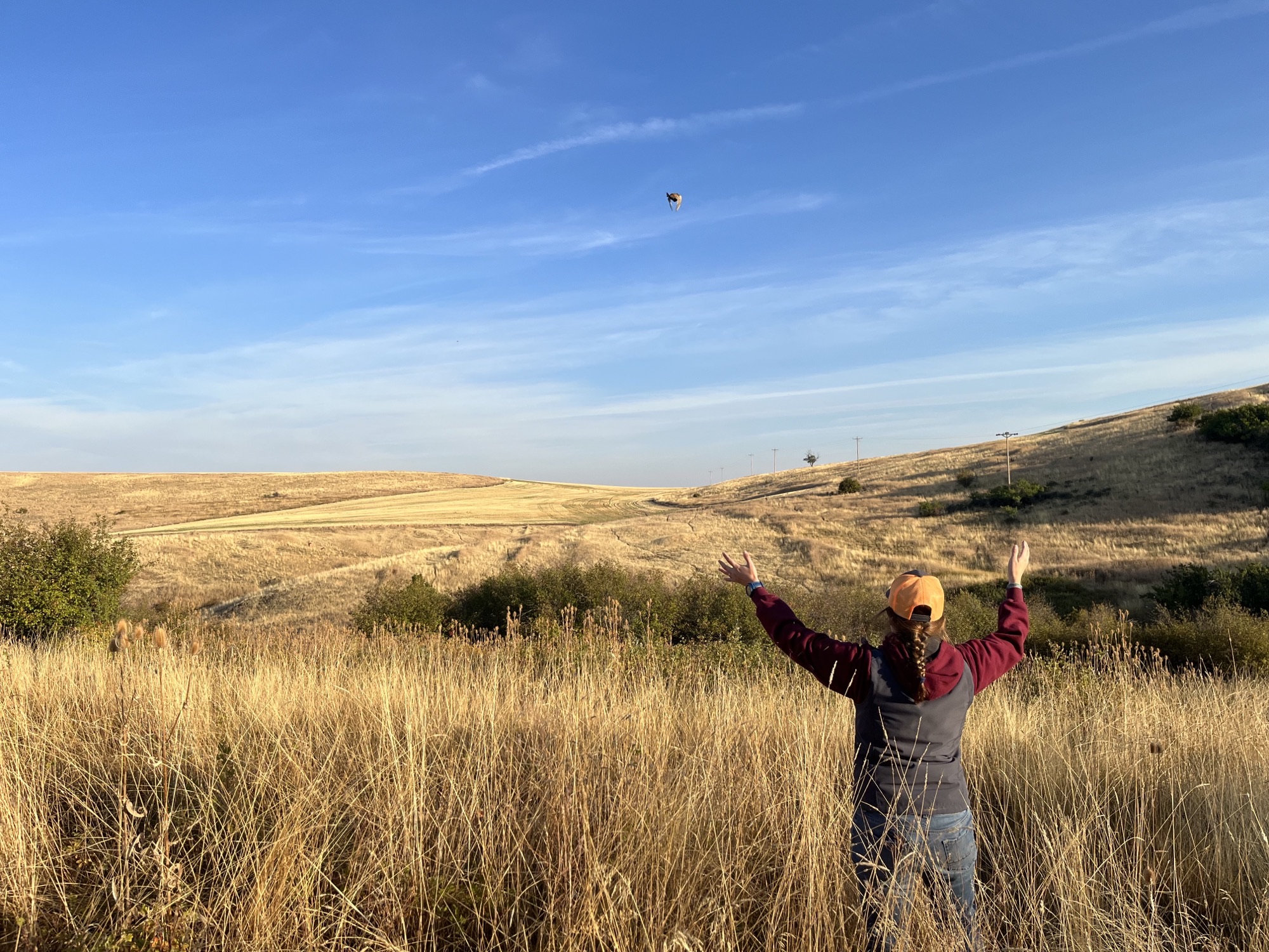 Deborah pheasant release