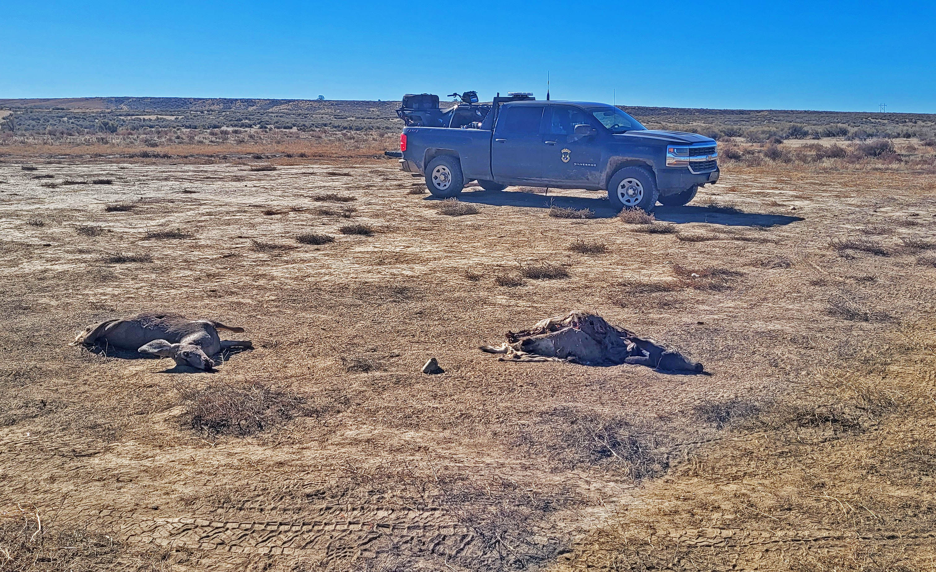 Two mule deer were left to waste near Hagerman in October