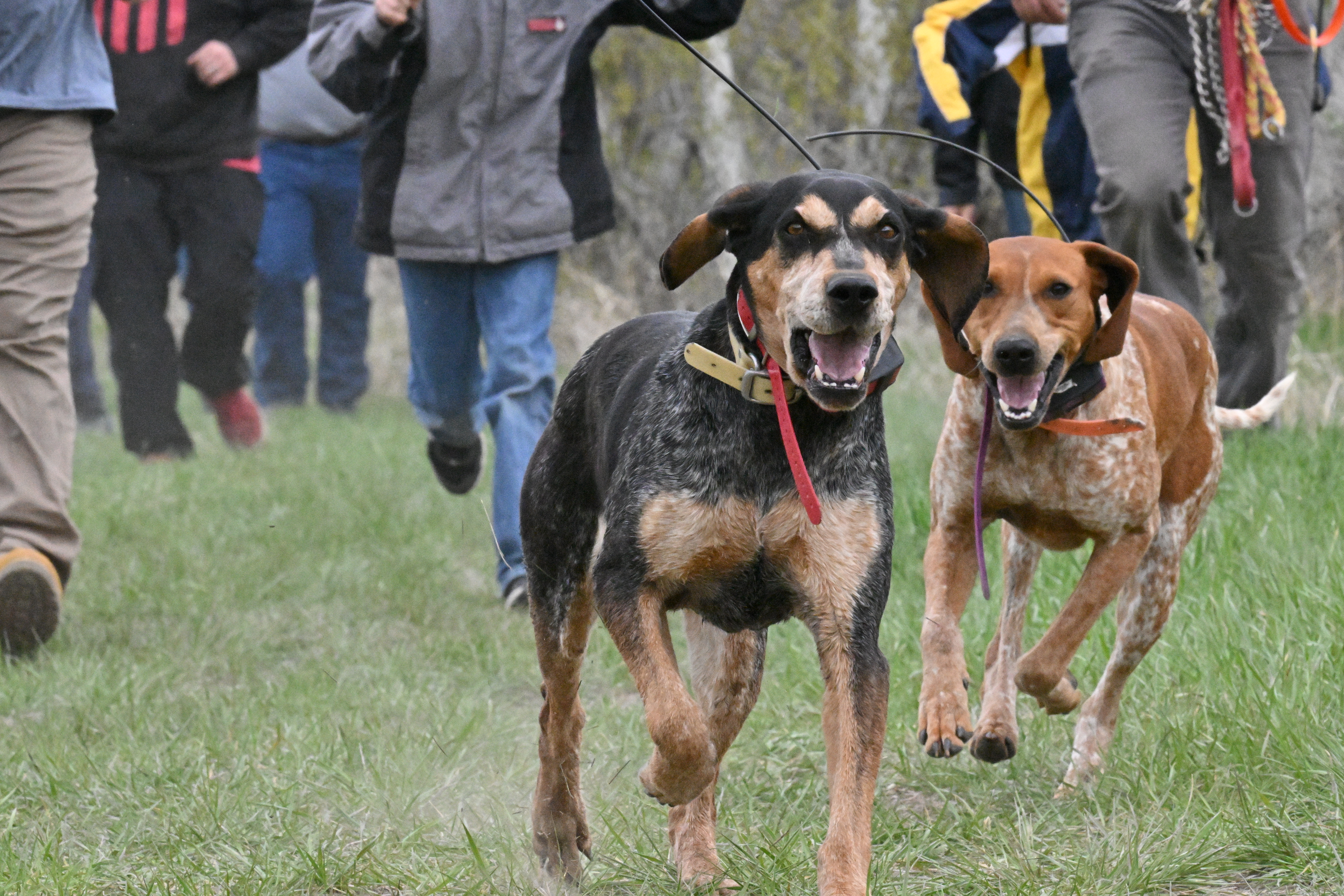 Hounds tracking a bear scent with handlers in pursuit