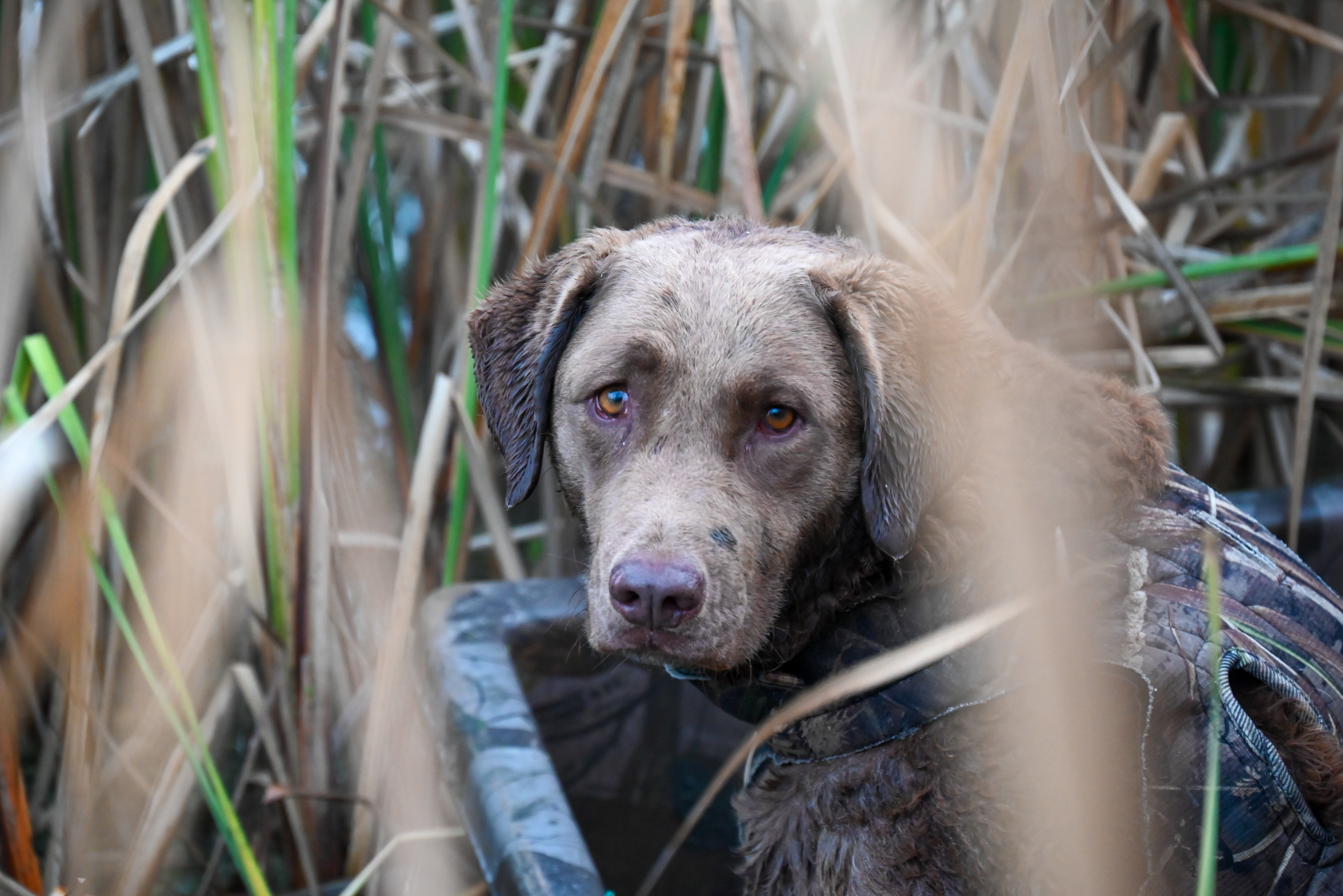 Duck hunting with Chesapeake Bay retriever
