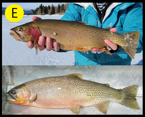 fish E