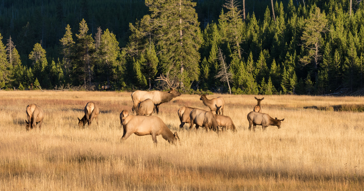 Herd of Elk