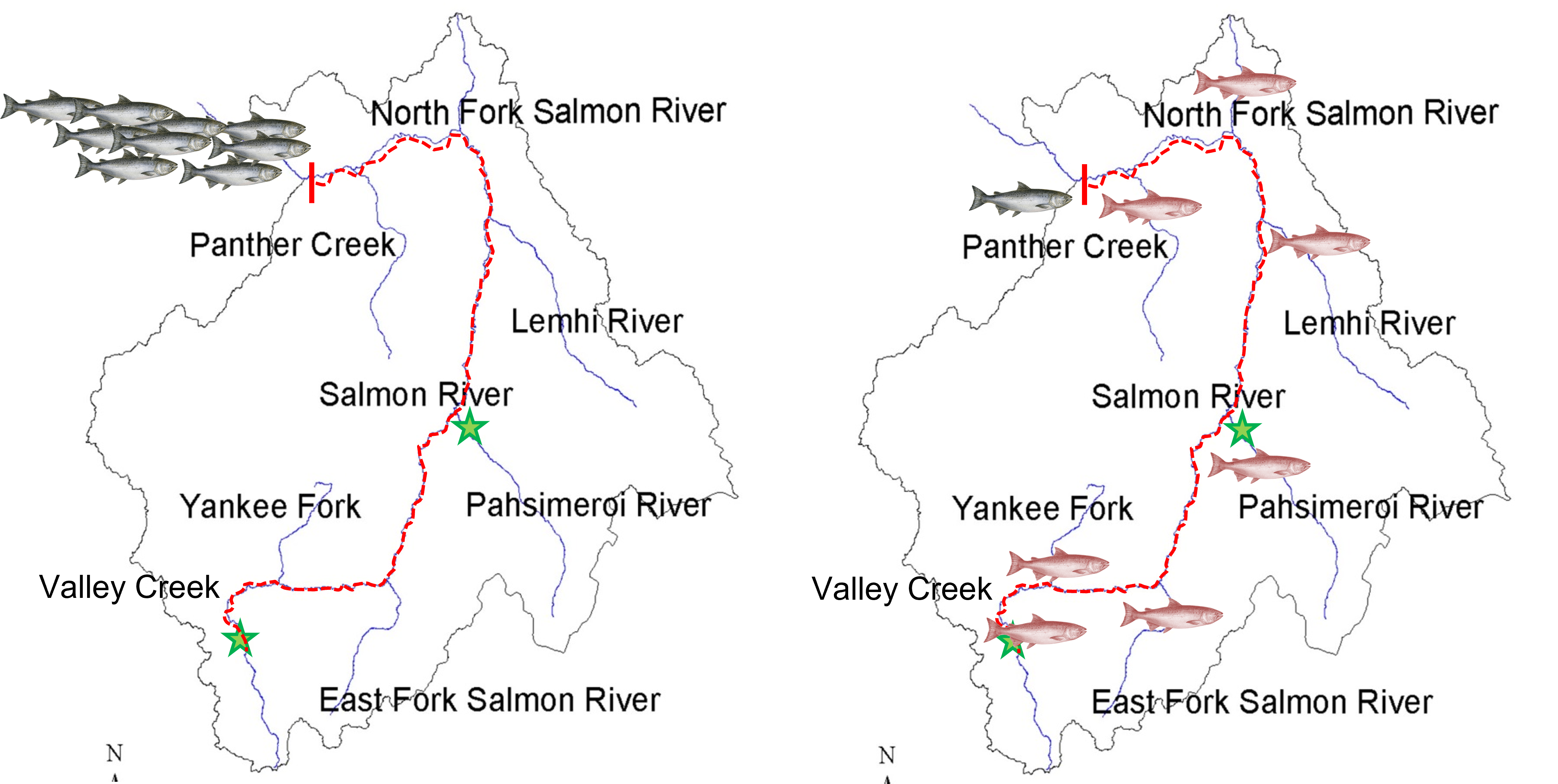 Fish migration Figure 1
