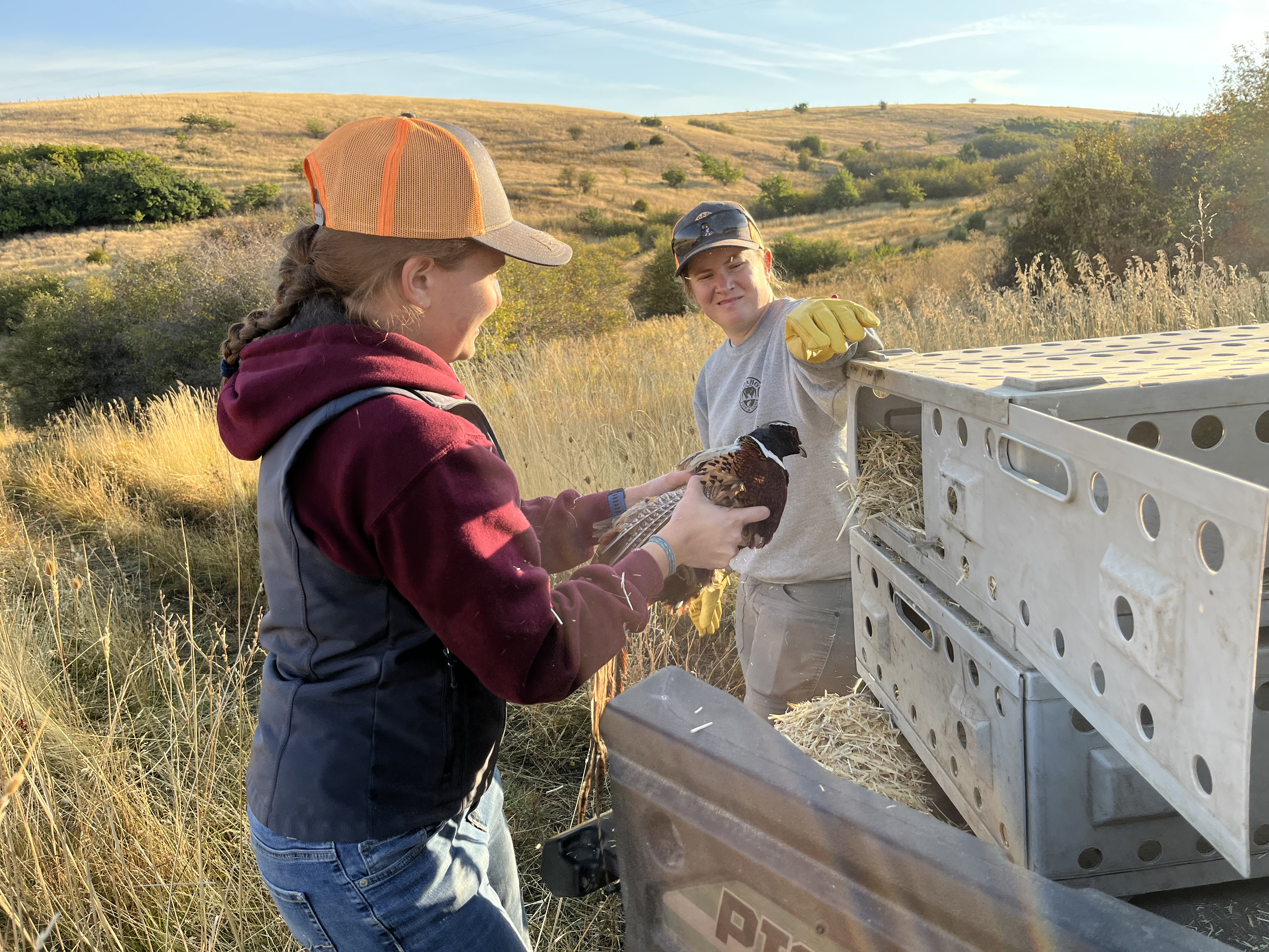 Pheasant crate