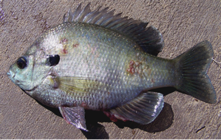 Grub