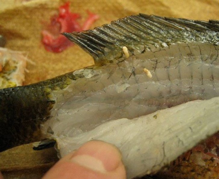 Grub