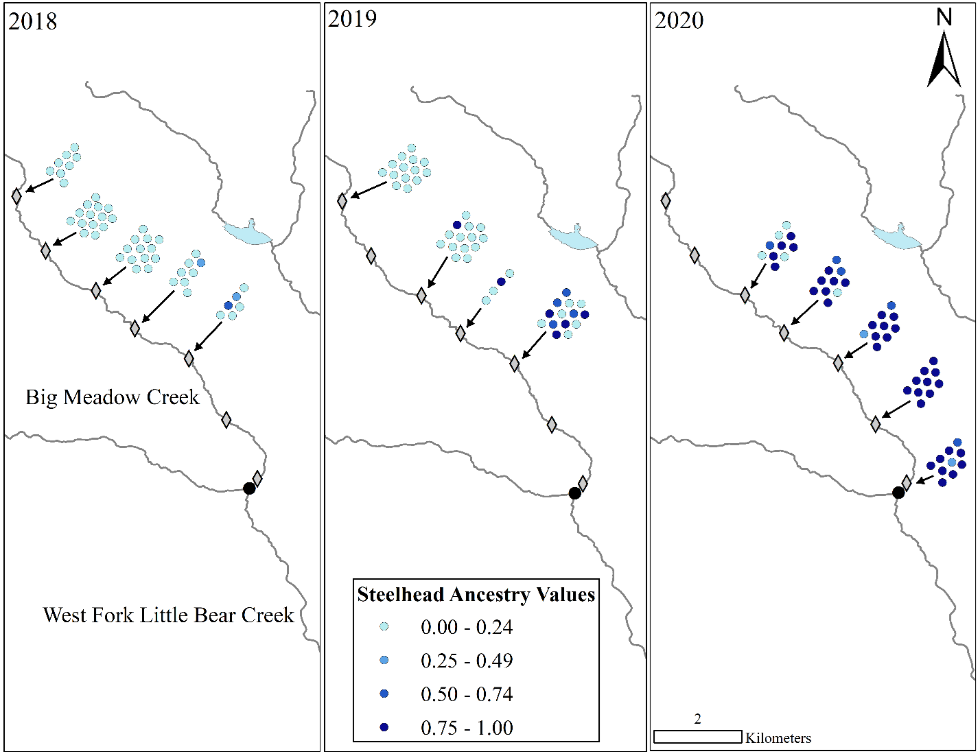 Diagram of shifting genetic composition of steelhead