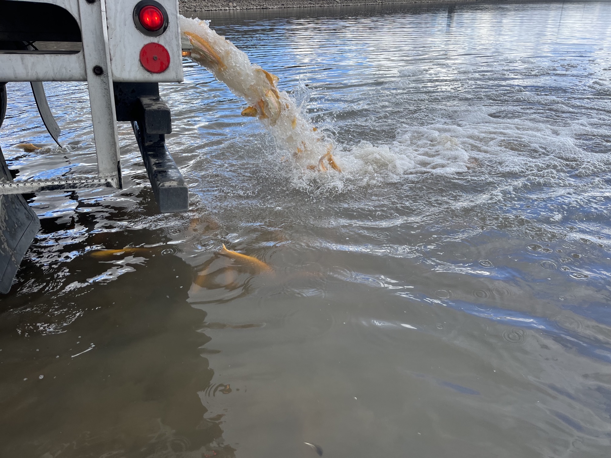 Banana trout stocking-Mann Lake