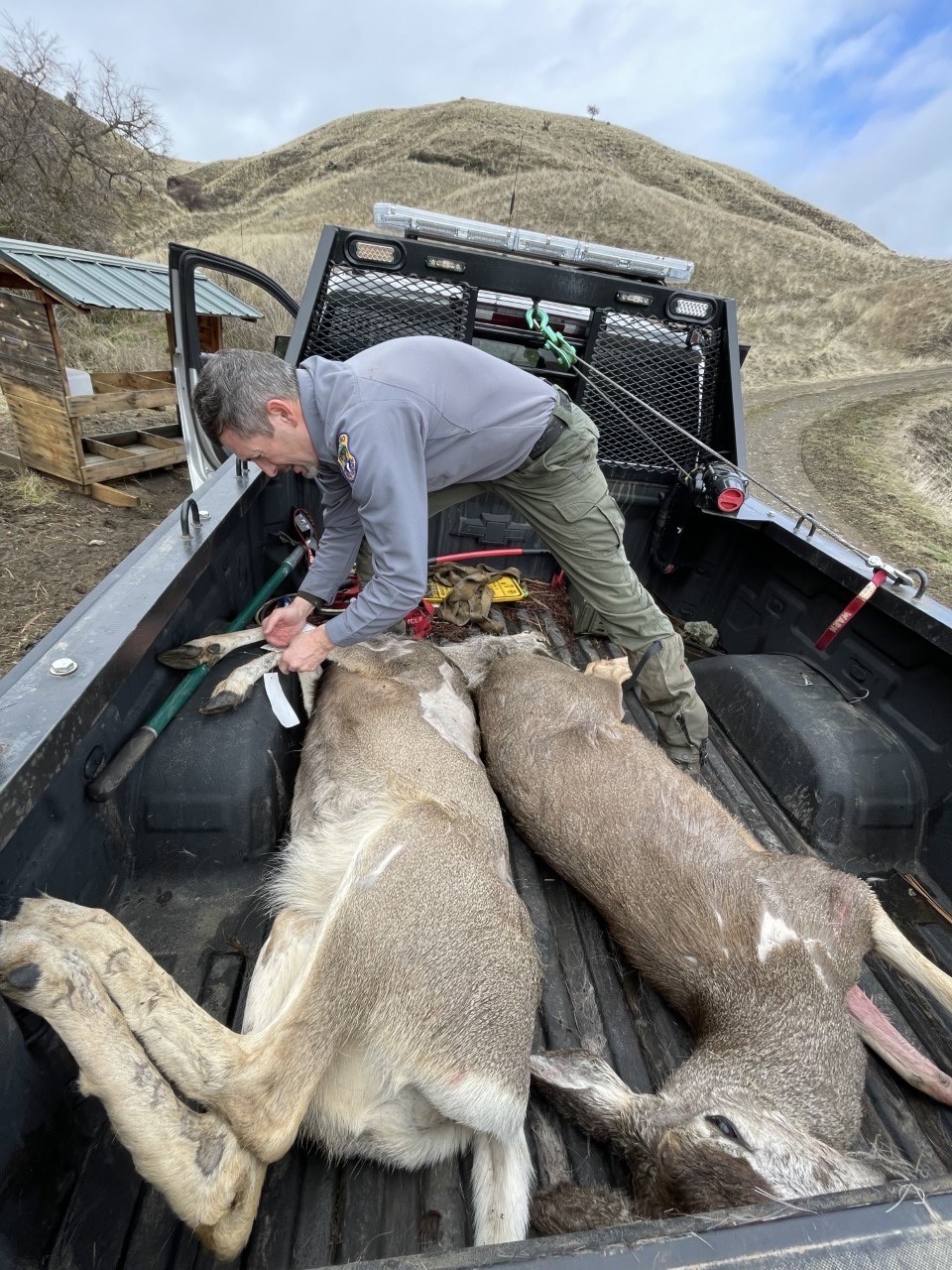 CWD meat