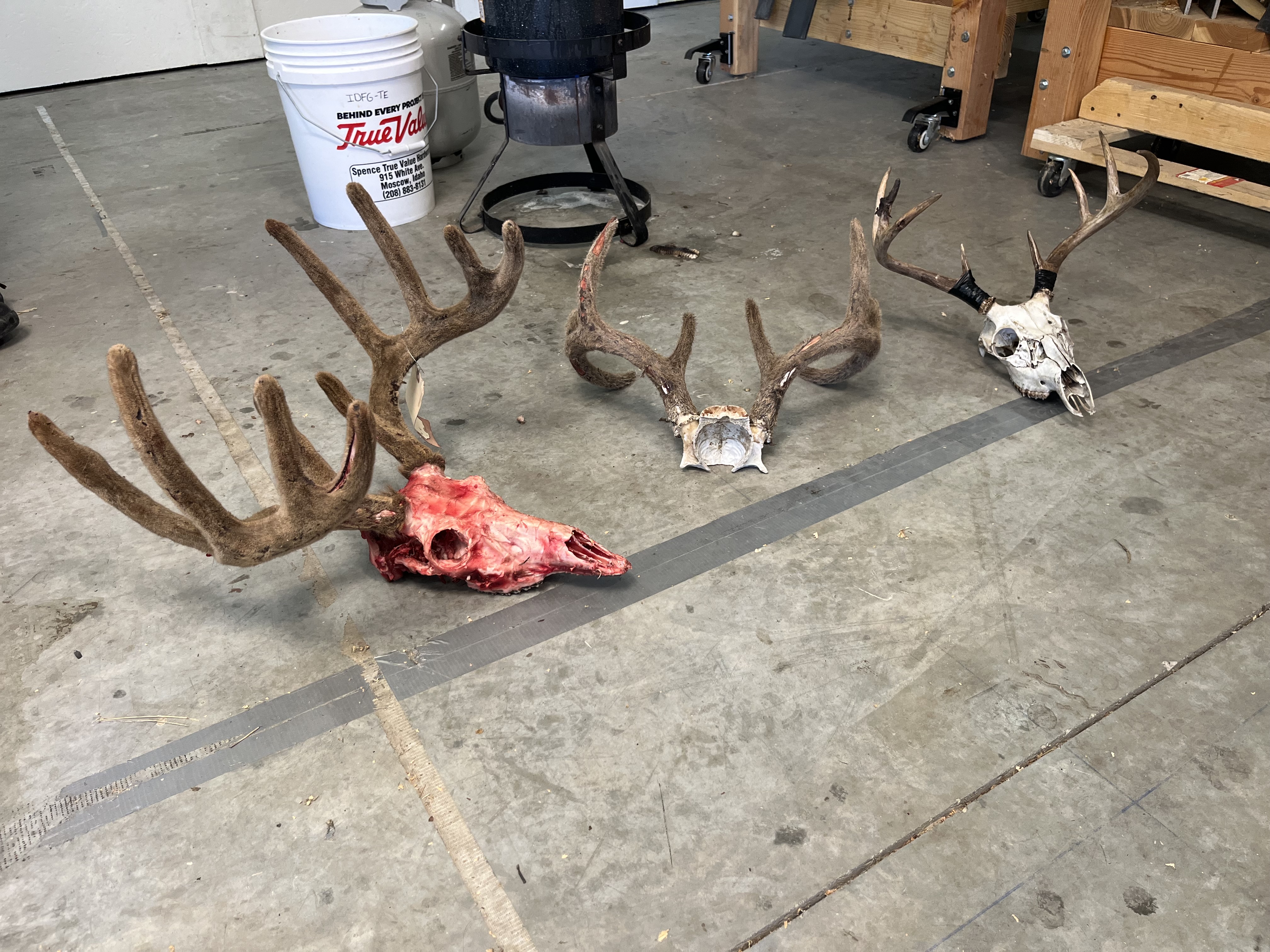 skull prep