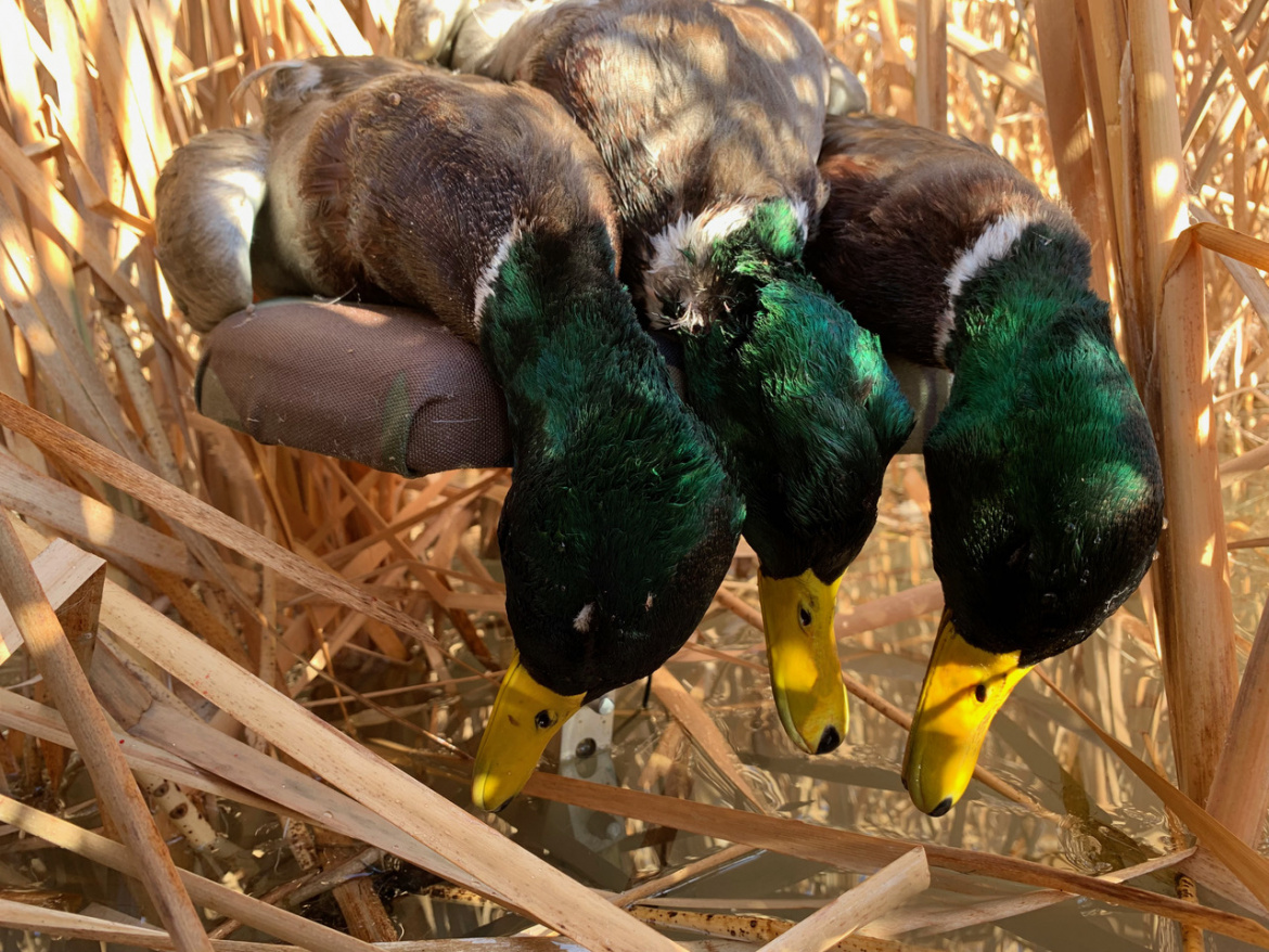 Mallard Ducks