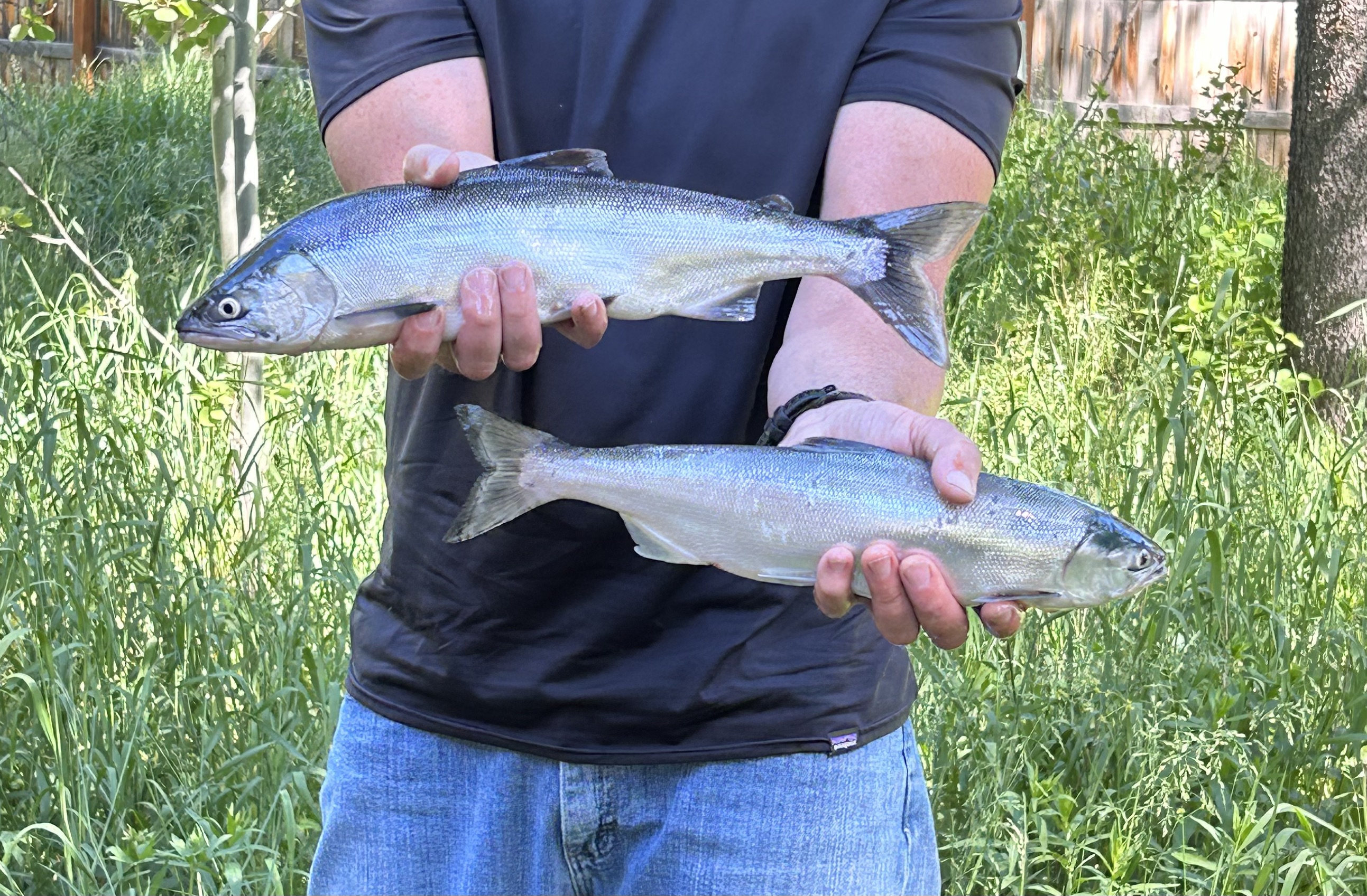 kokanee, fishing,