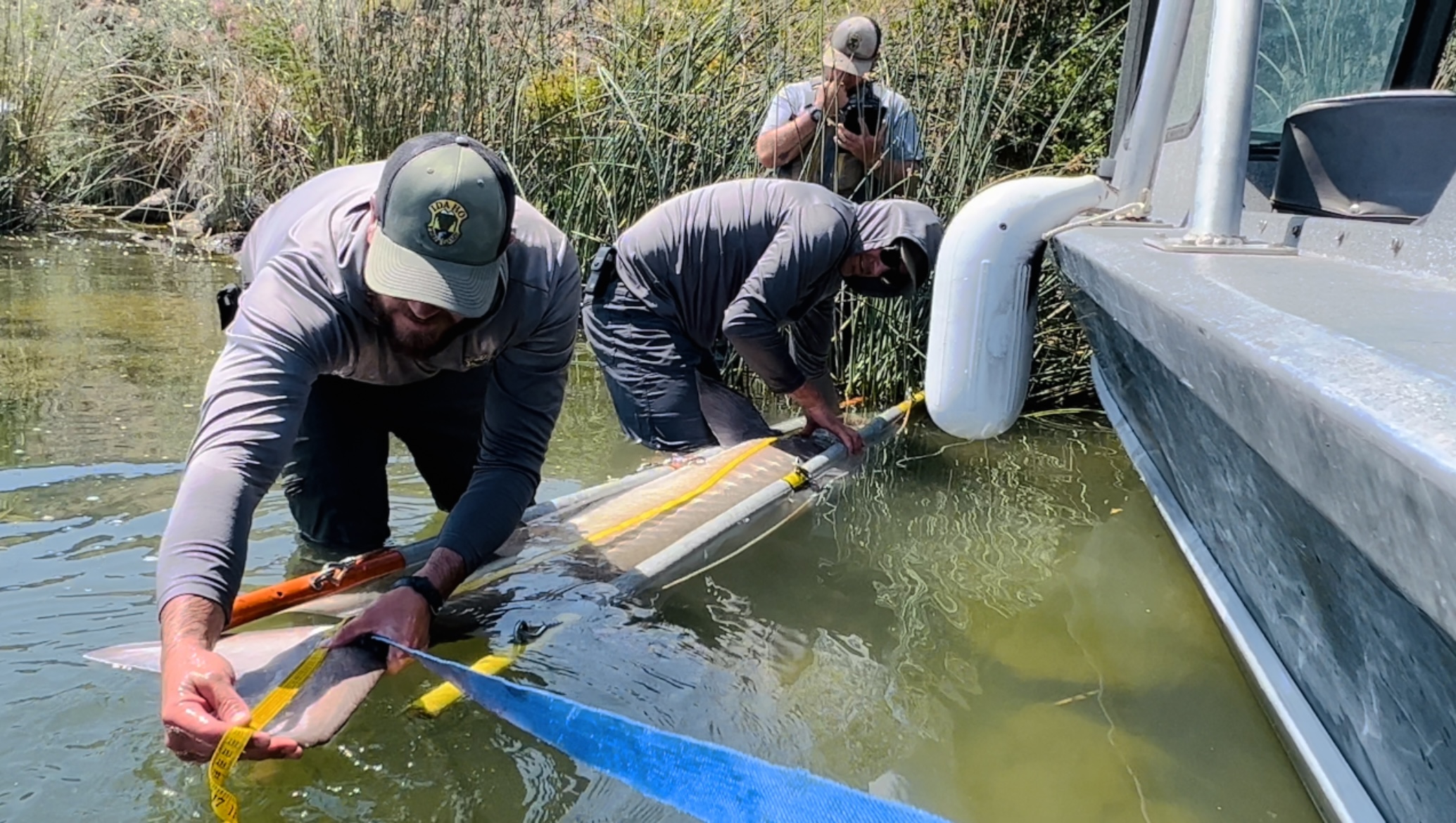 F&G fisheries biologists take measurements of a large white sturgeon caught at C.J. Strike in Aug. 