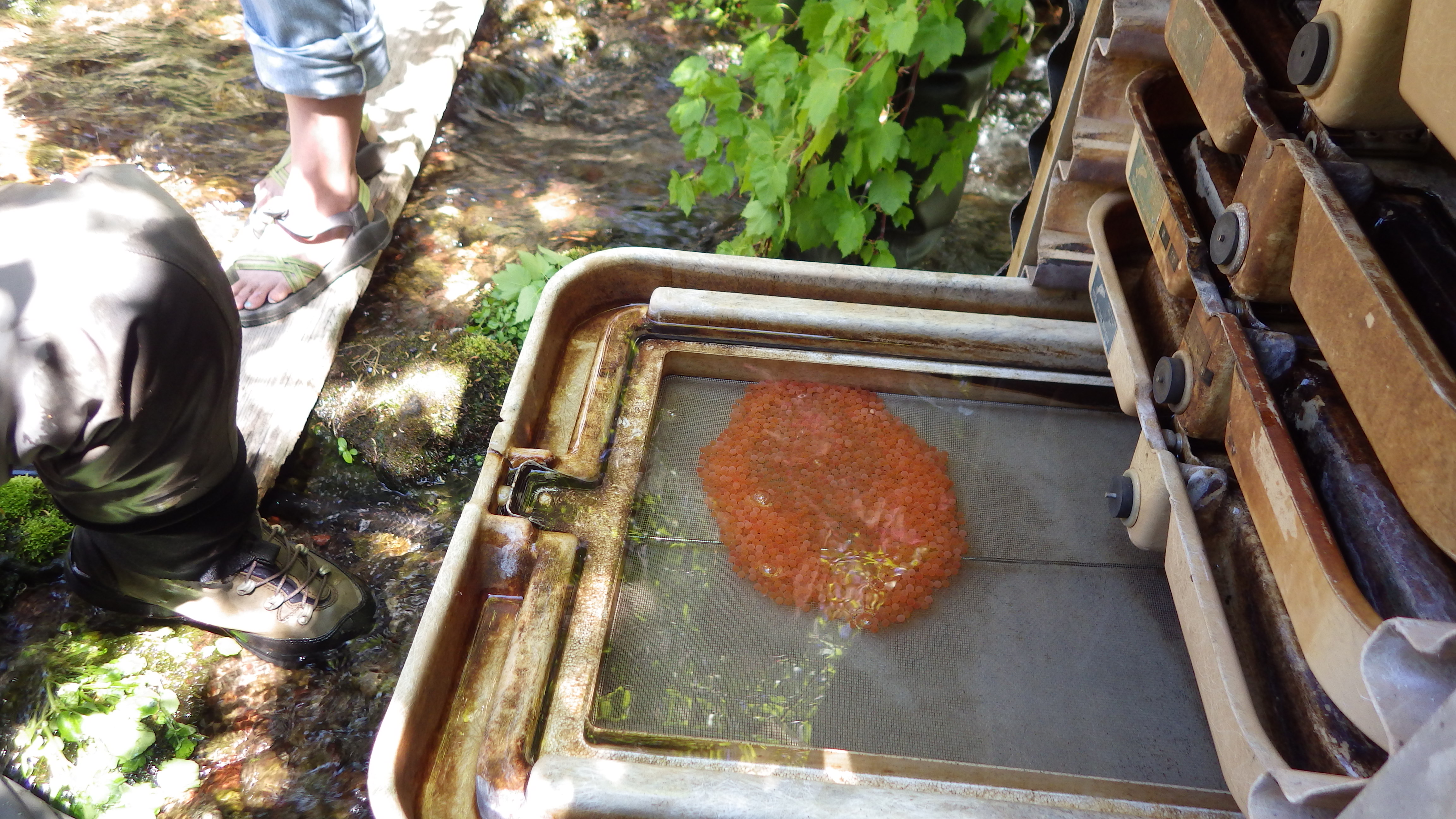 Fertilized Rainbow Trout eggs in incubation station. 