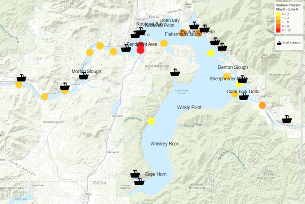Map showing walleye locations during May in Lake Pend Oreille