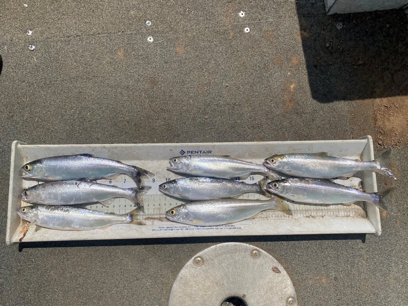 Kokanee on Dworshak